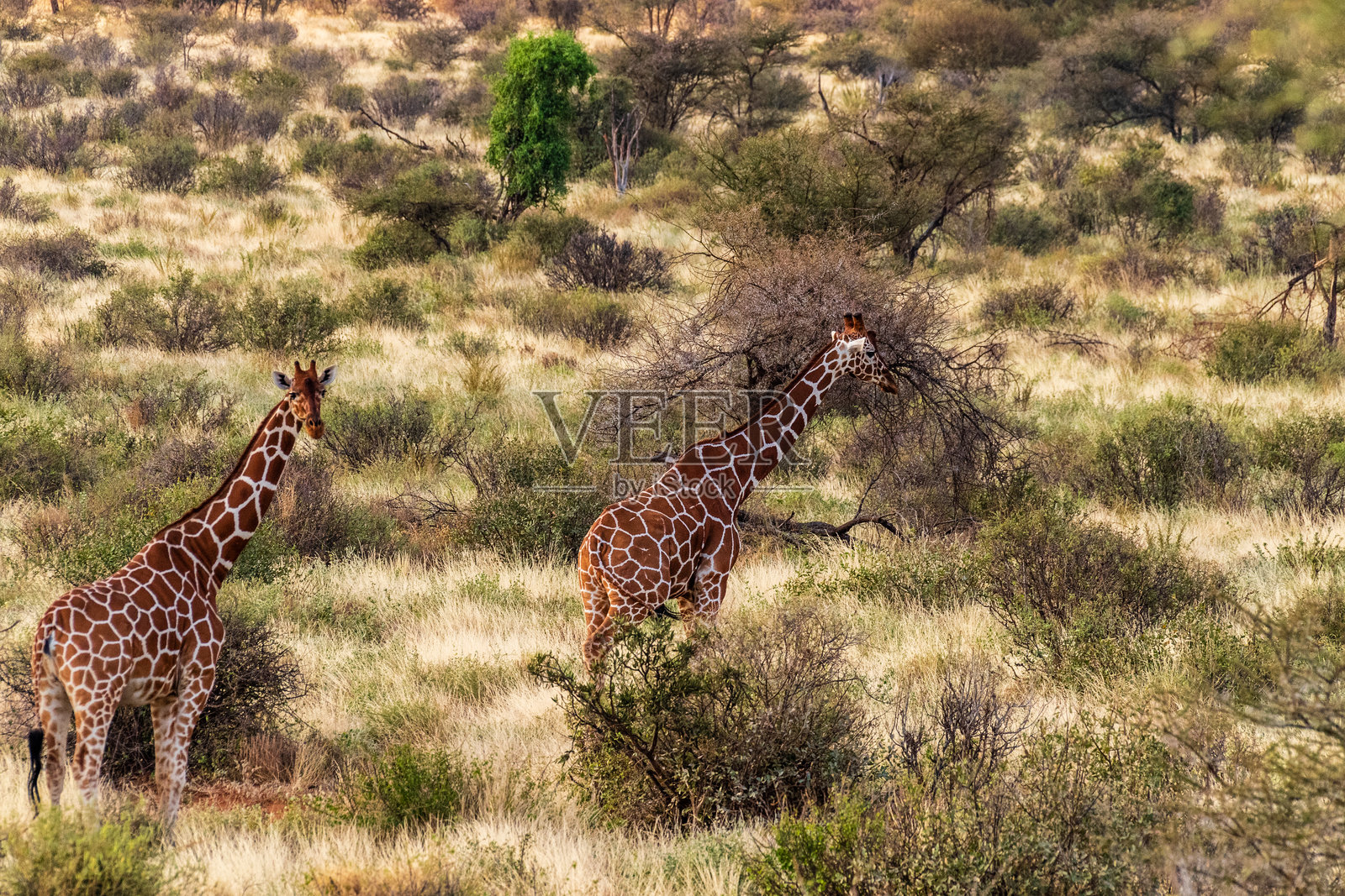 桑布鲁国家保护区的网纹长颈鹿照片摄影图片