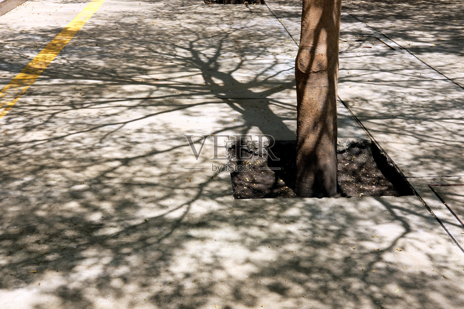 树的影子照片摄影图片