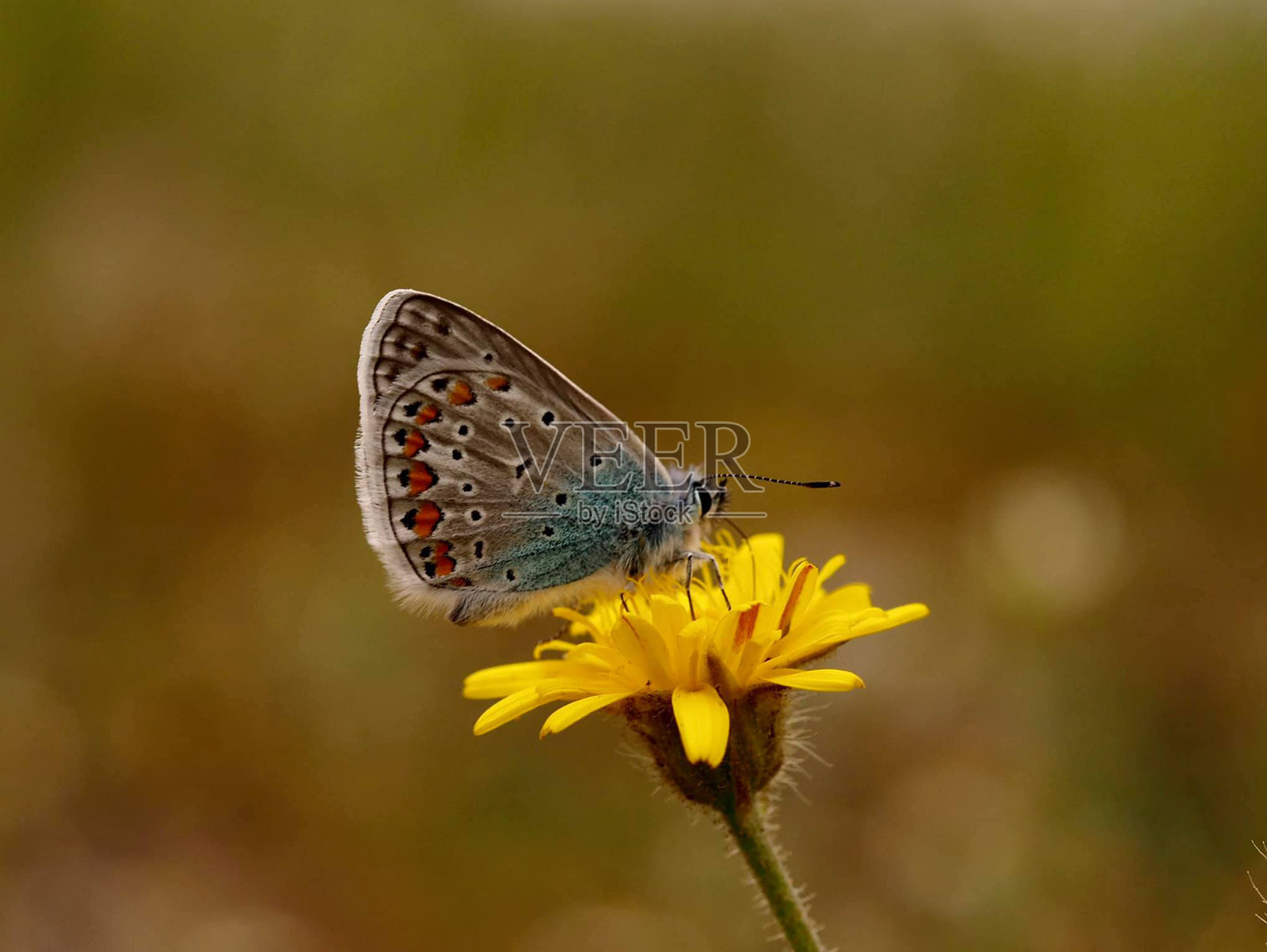 斑点铜蝶 Lycaena phlaeas照片摄影图片