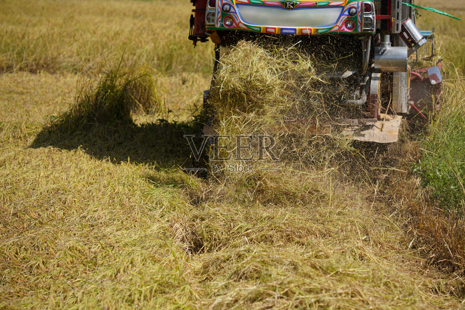 泰国稻田农场收割季节的收割机车照片摄影图片