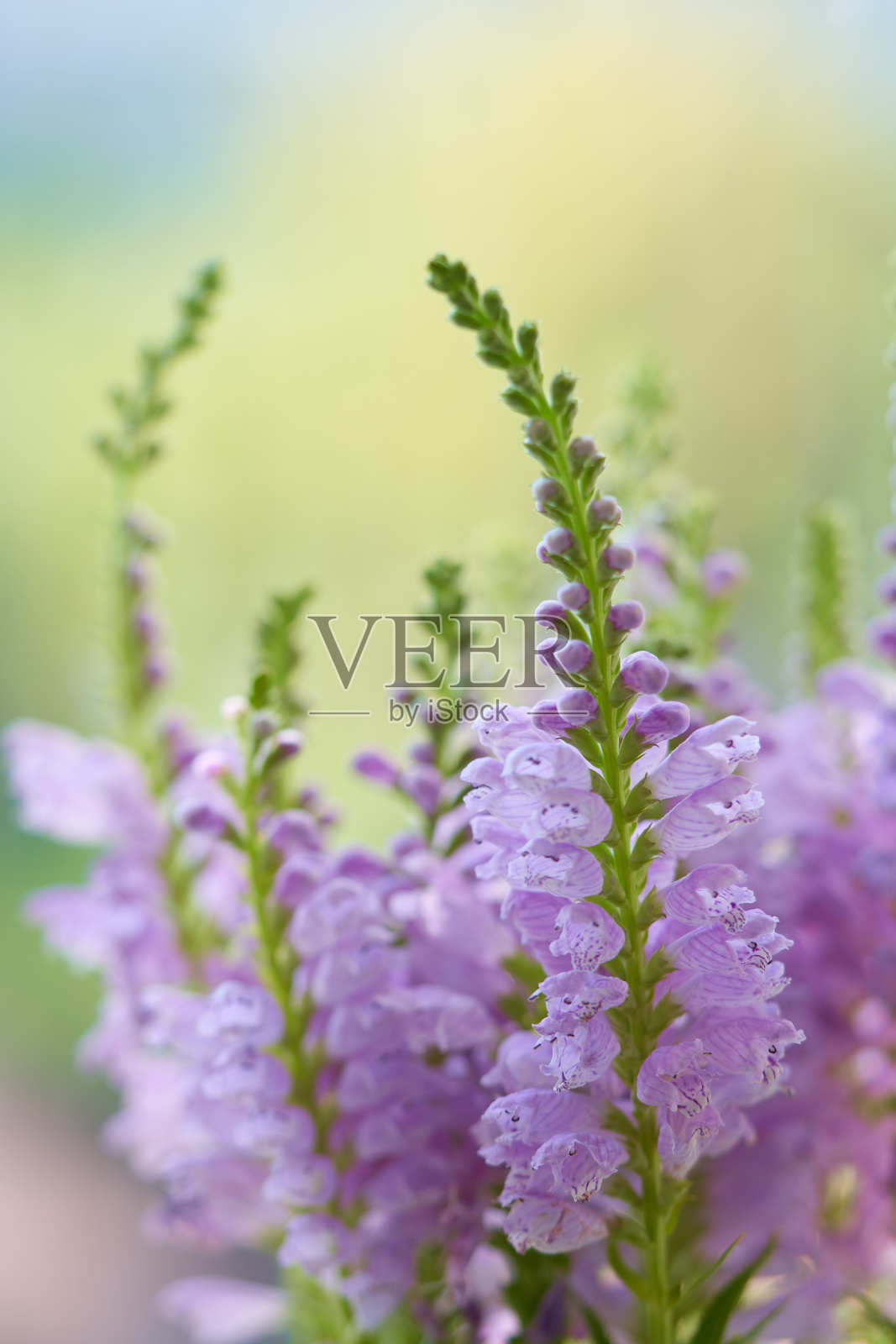 温室中生长的维吉尼亚假龙头花照片摄影图片