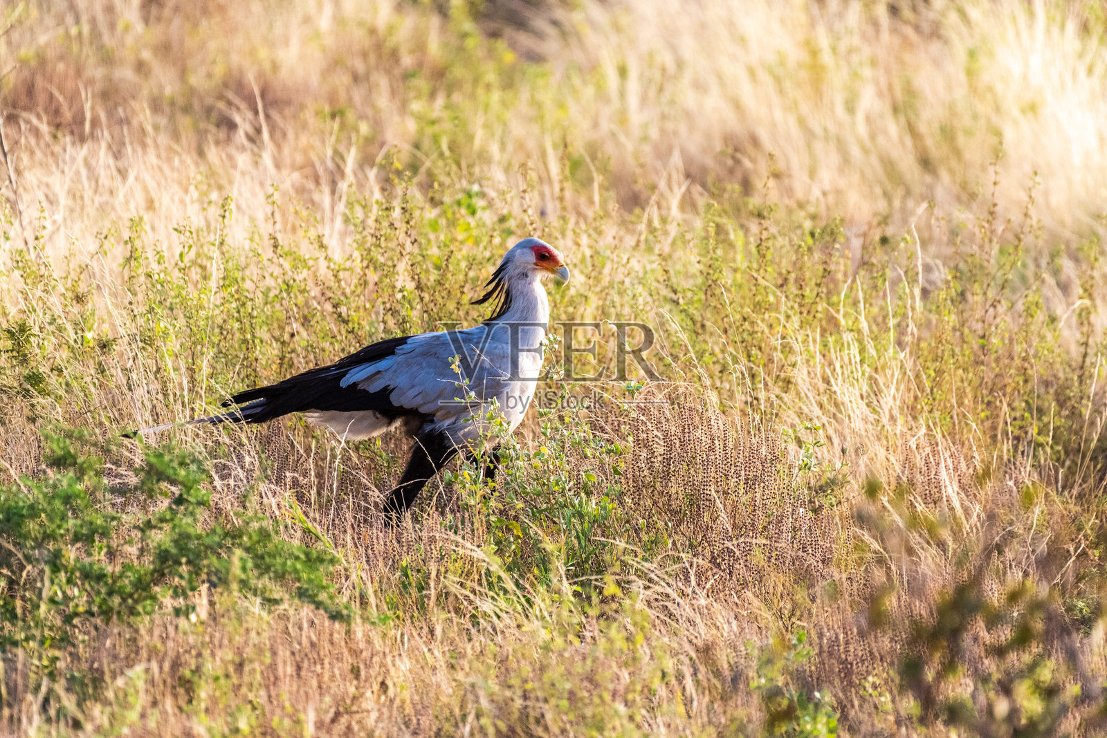 桑布鲁国家保护区的秘书鸟照片摄影图片
