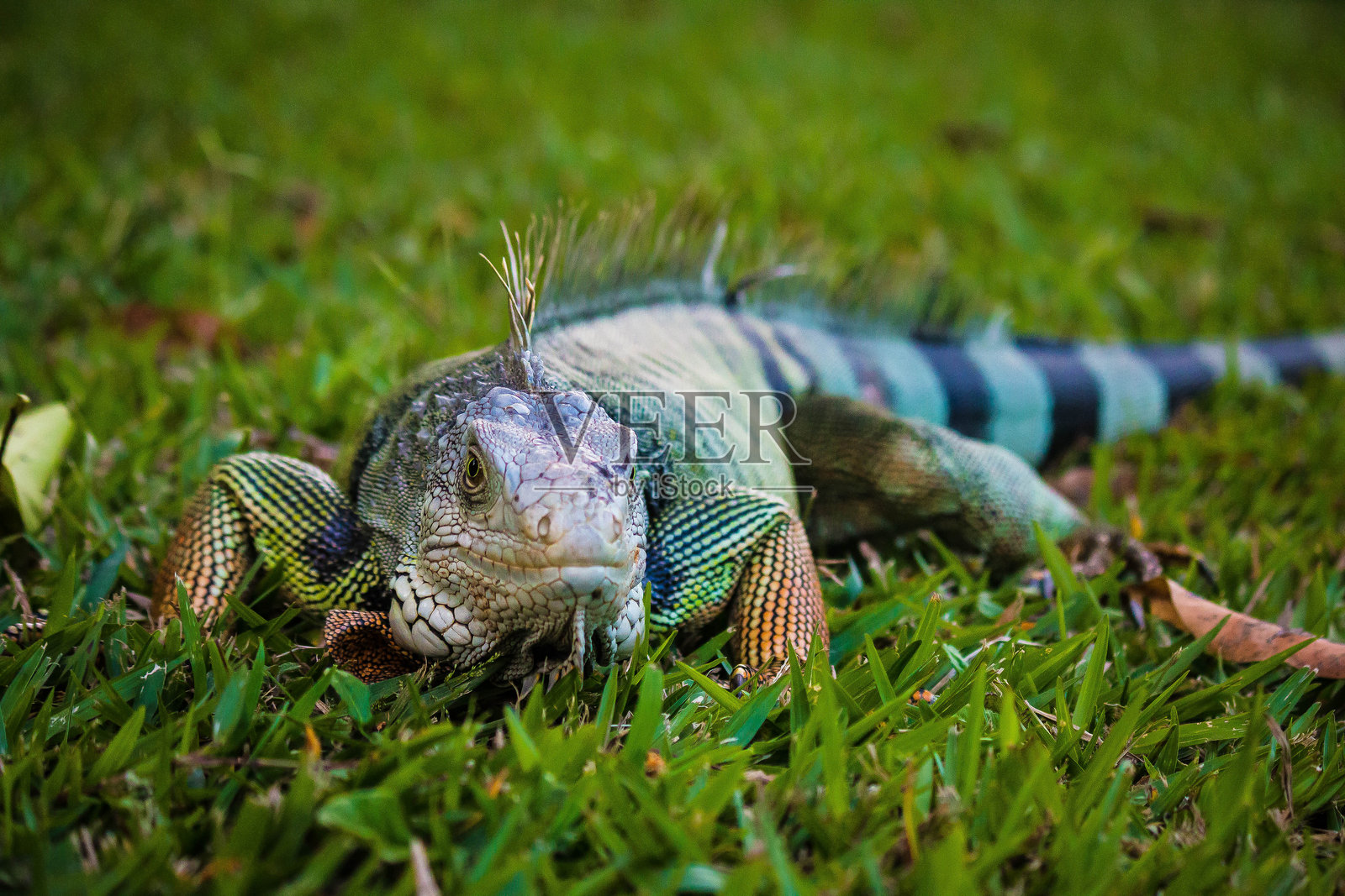 草坪上的蜥蜴特写 - 麦德林照片摄影图片