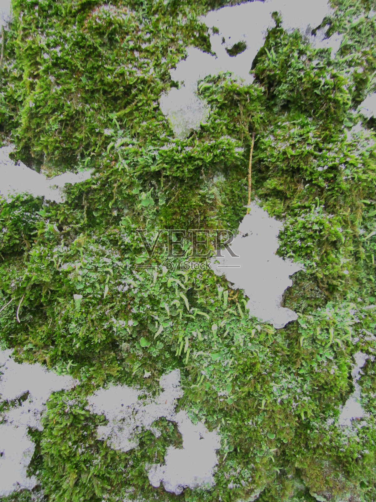 树干上的苔藓，雪照片摄影图片
