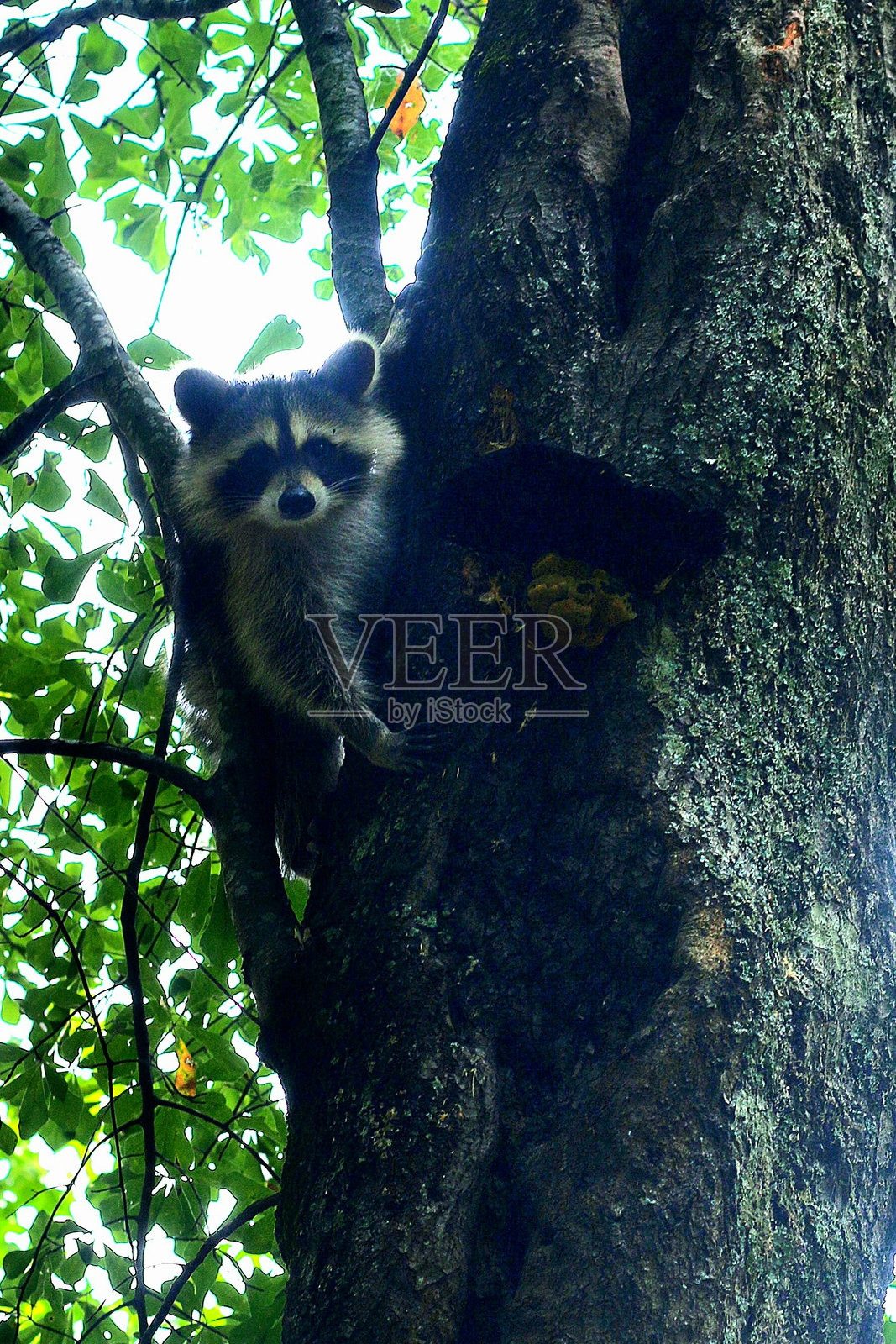 狂野的一个照片摄影图片