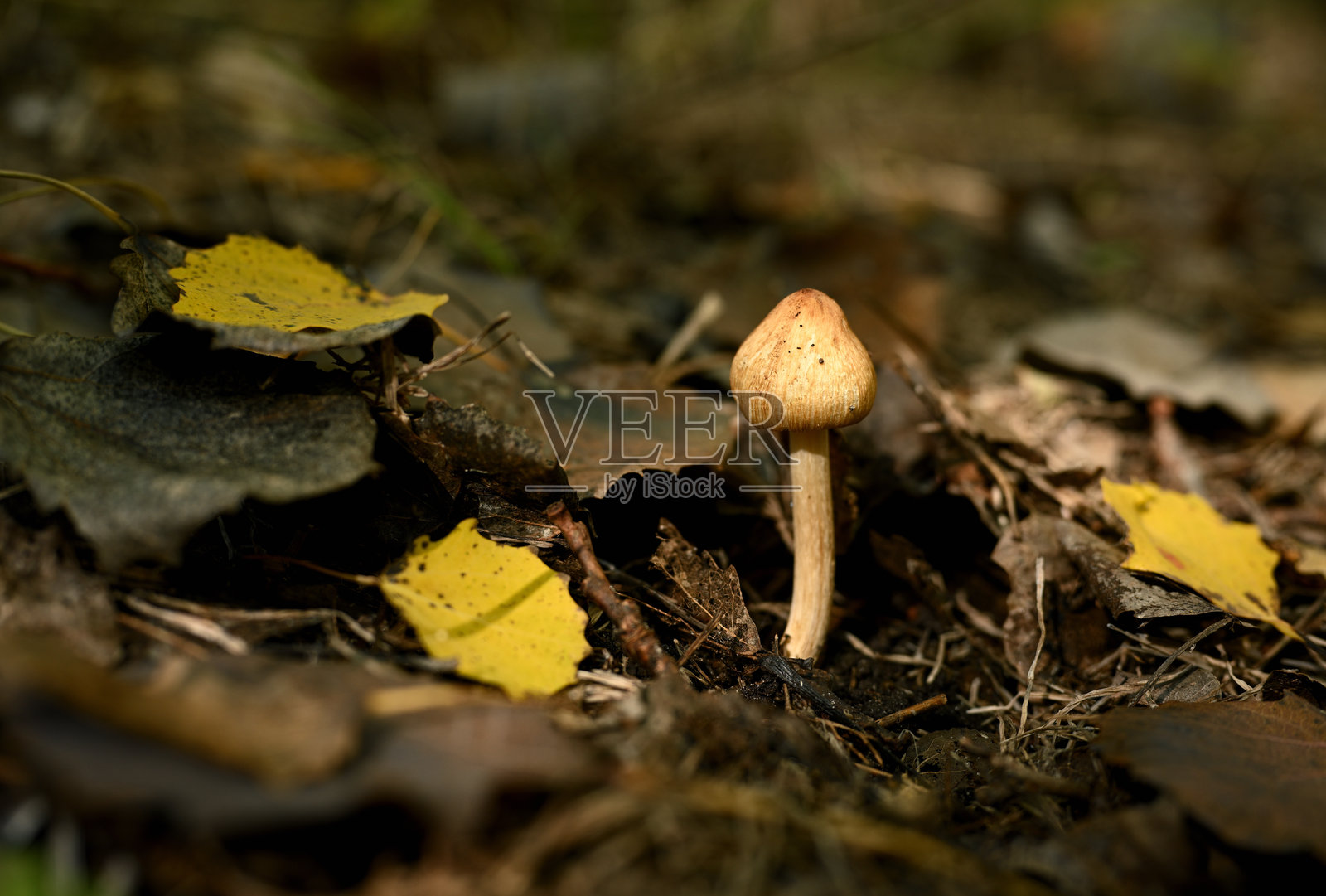 孤独的蘑菇在秋叶覆盖的森林地面上照片摄影图片