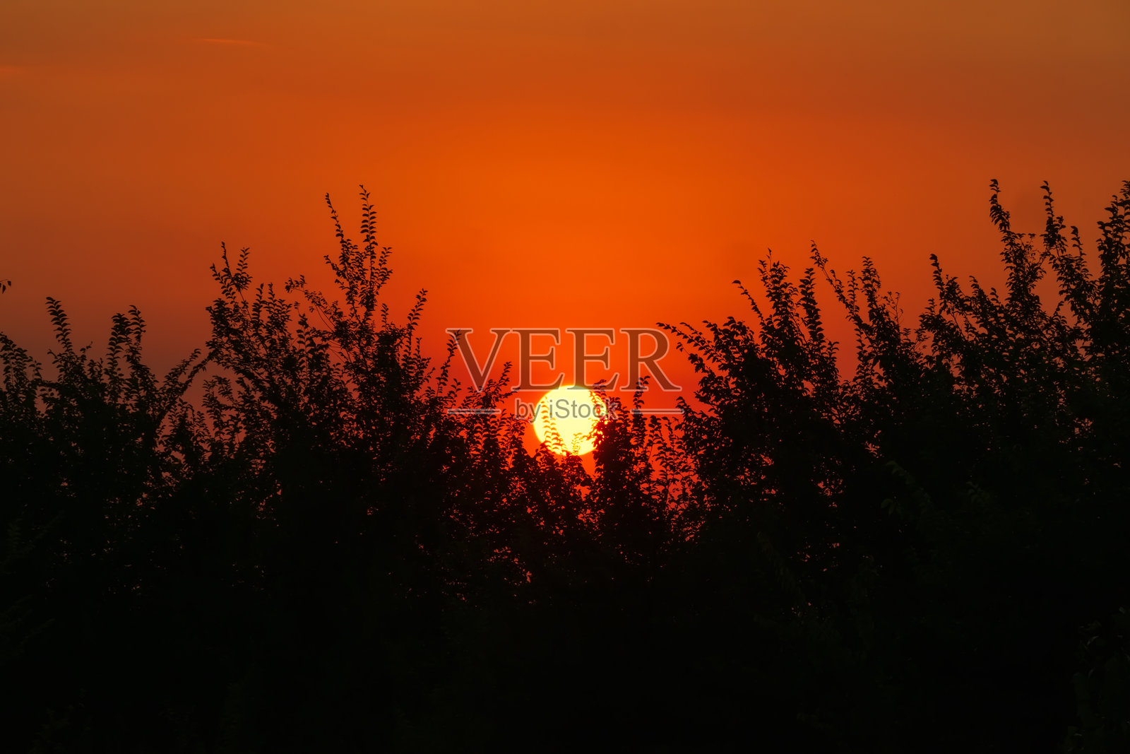 黄色的太阳在树枝后面映衬着橙色的日落照片摄影图片