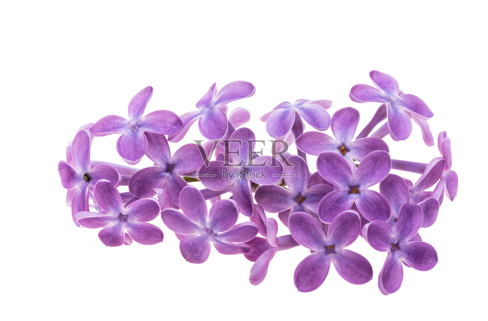 孤立的紫丁香花照片摄影图片