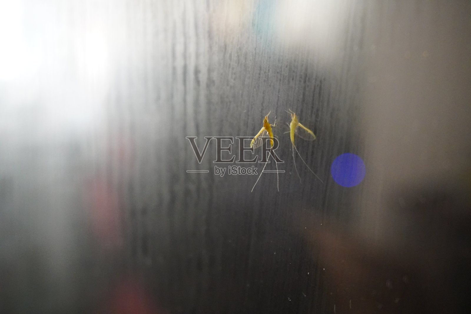 蚊子照片摄影图片