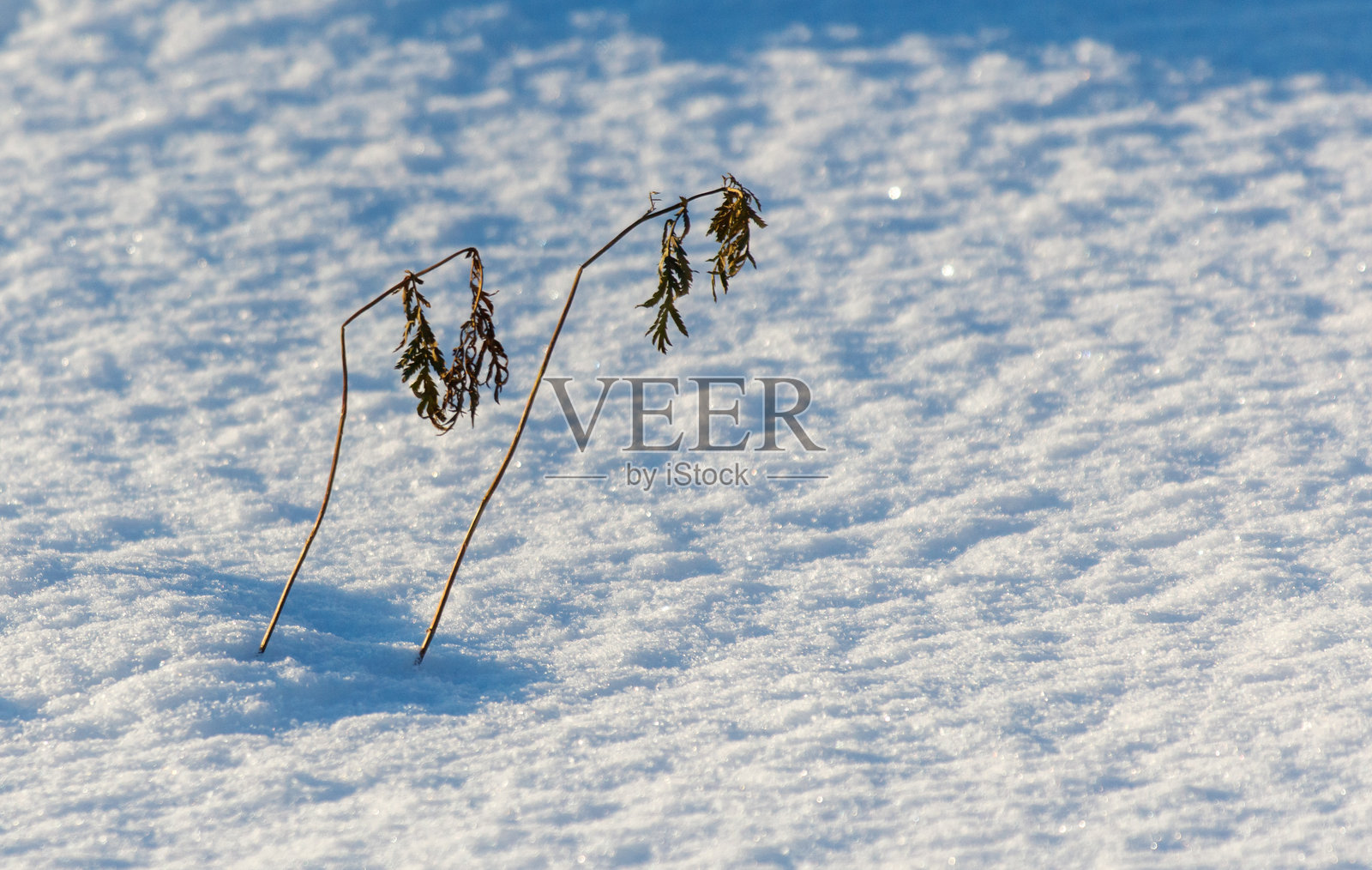 一根小树枝从雪中伸出照片摄影图片
