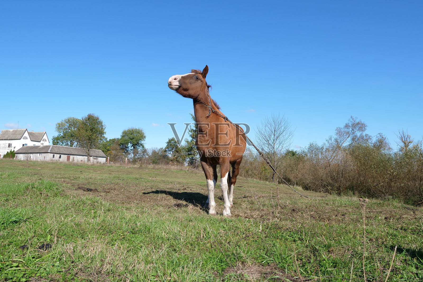 马在田野中吃草。农业。照顾马匹。照片摄影图片