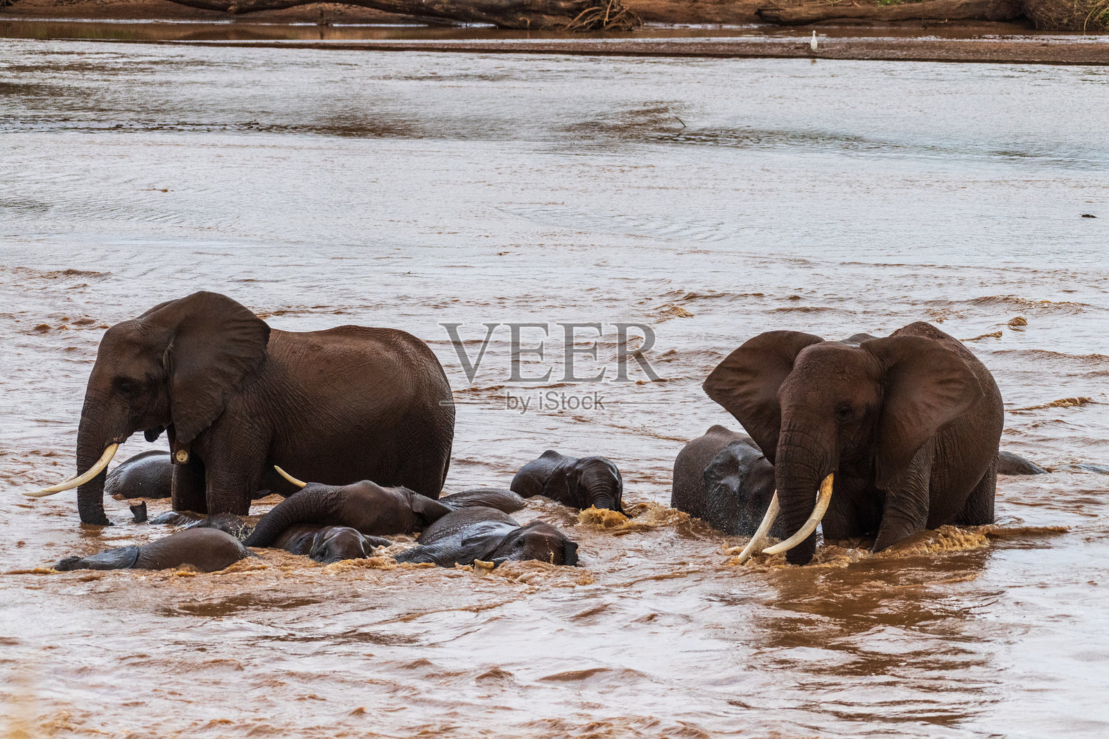 桑布鲁国家保护区的非洲象照片摄影图片
