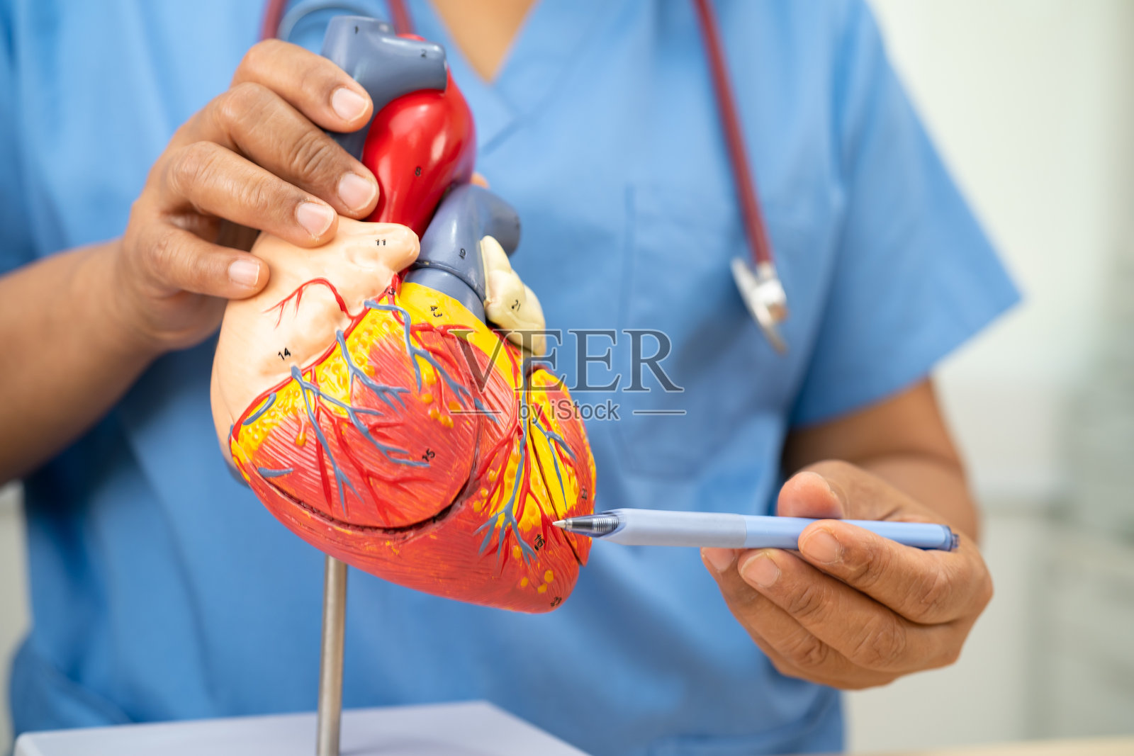 心血管疾病（CVD），亚洲医生手持人体解剖模型以学习和治疗心脏病。照片摄影图片