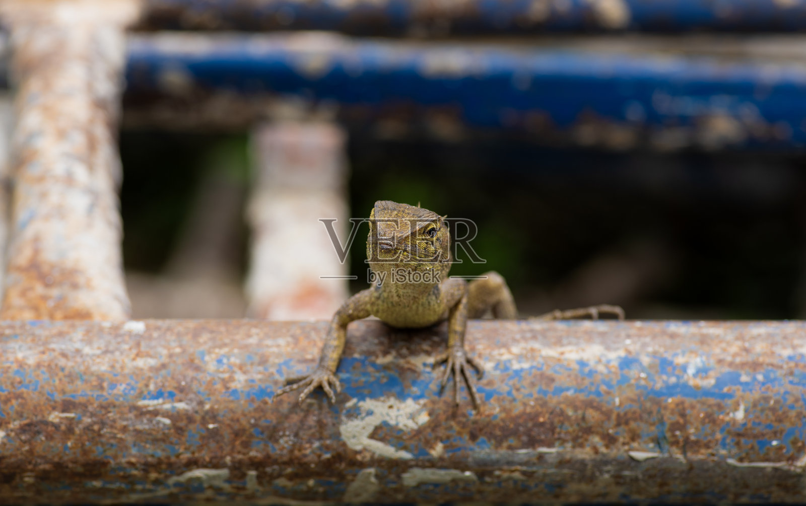 小蜥蜴和爬行动物在家中和人类居住区被遗留，因为它们吃蚊子和昆虫。照片摄影图片