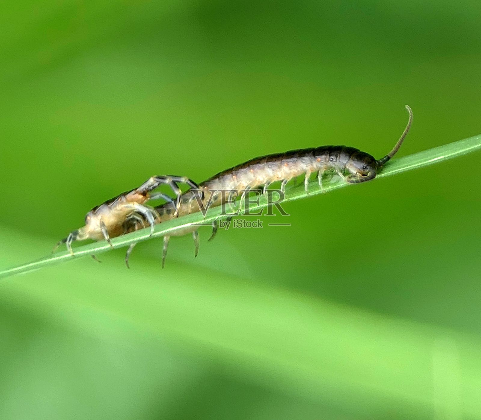 绿叶上的蜈蚣照片摄影图片