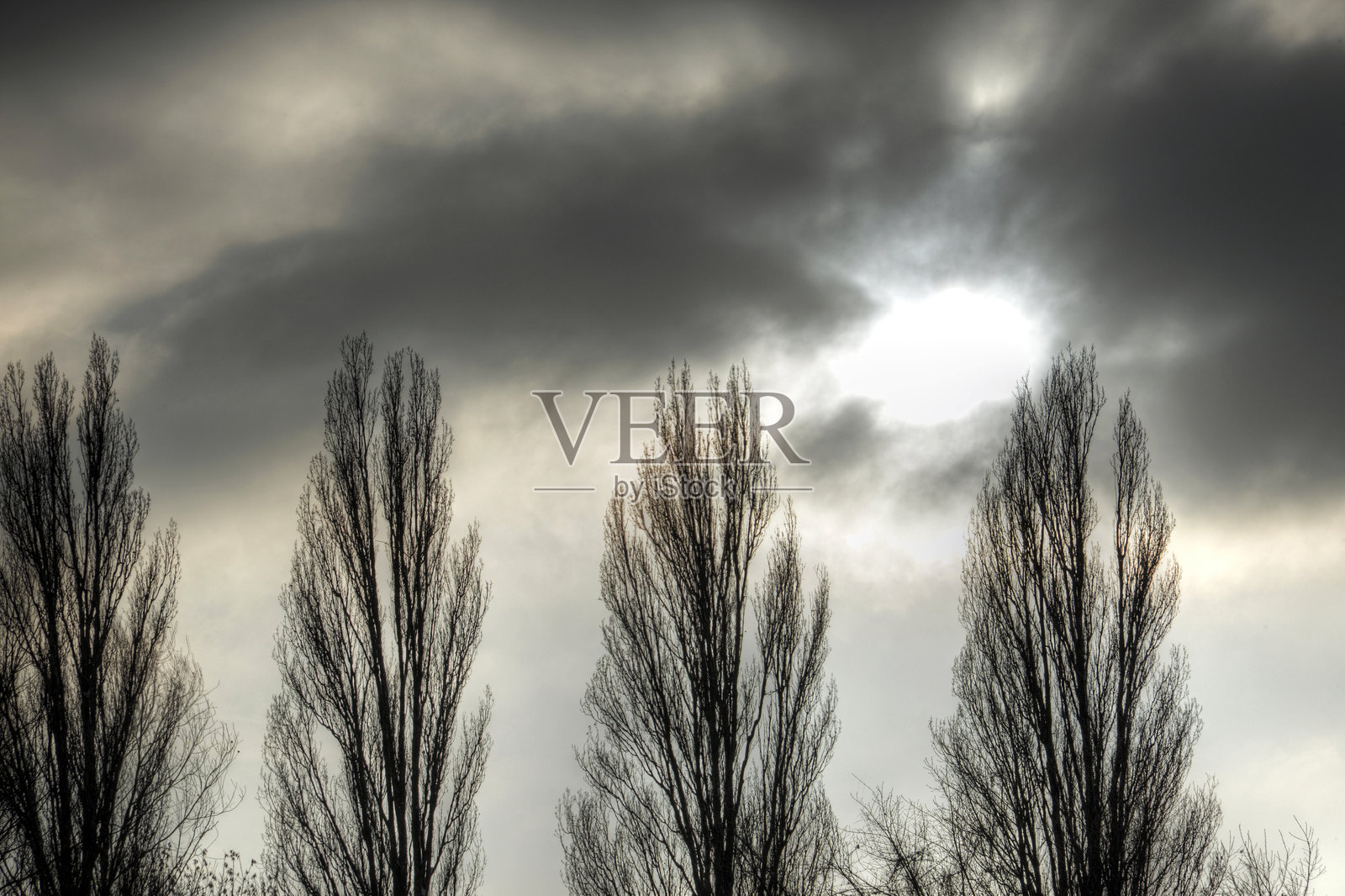 冬日阳光下的树木排成一行照片摄影图片