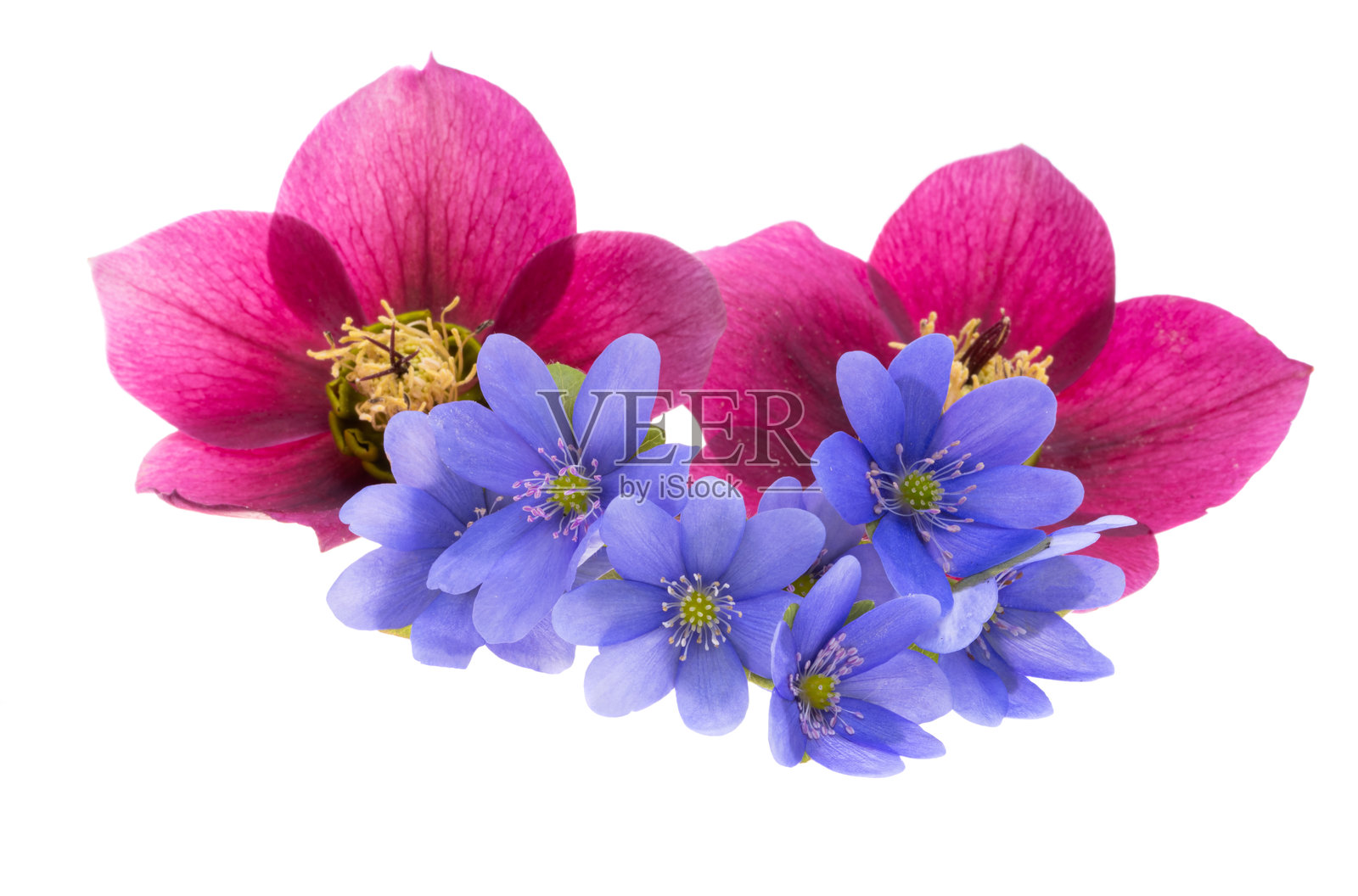 孤立的蓝雪花照片摄影图片