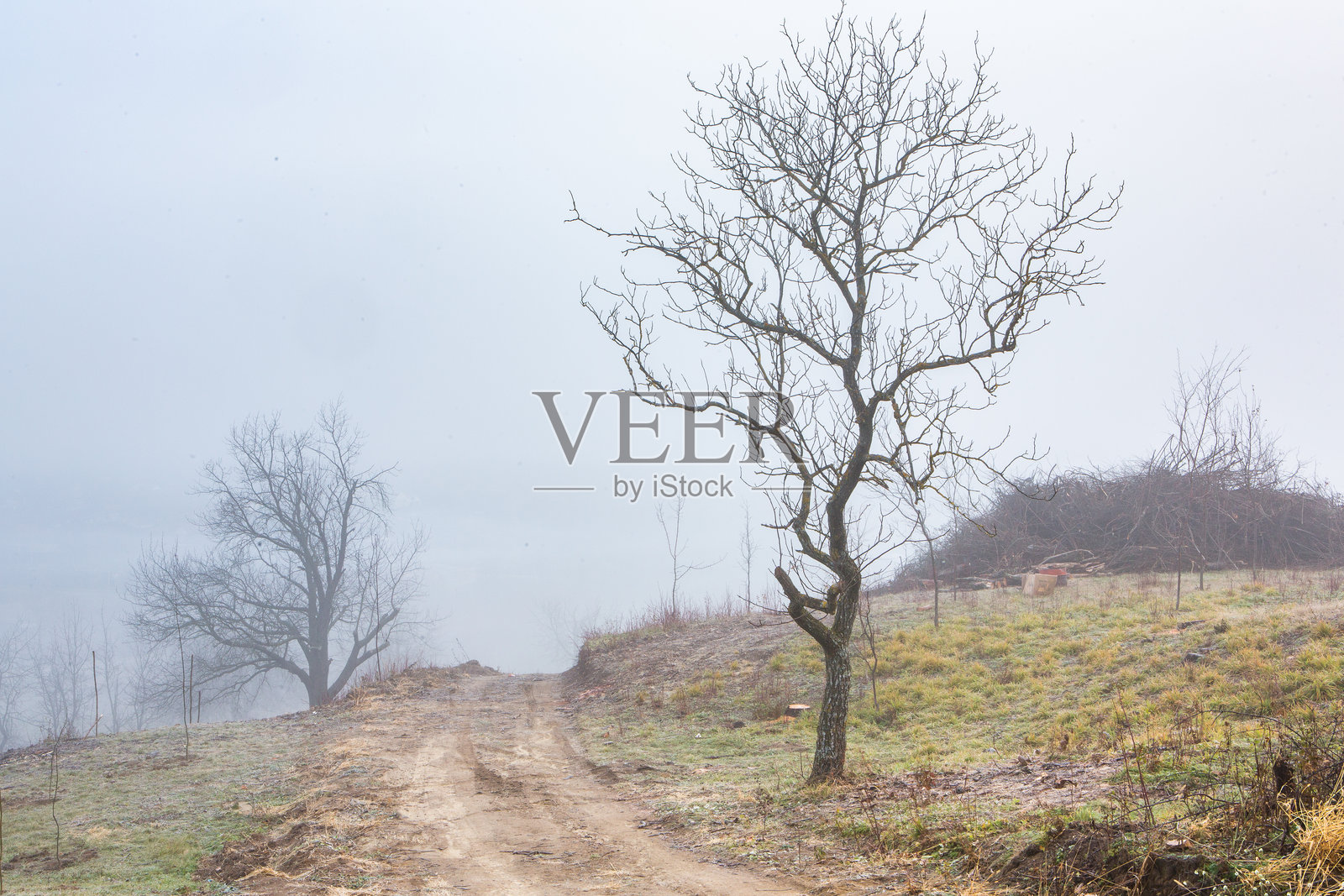 秋季森林中的雾蒙蒙的早晨，光秃的树木和落叶。照片摄影图片