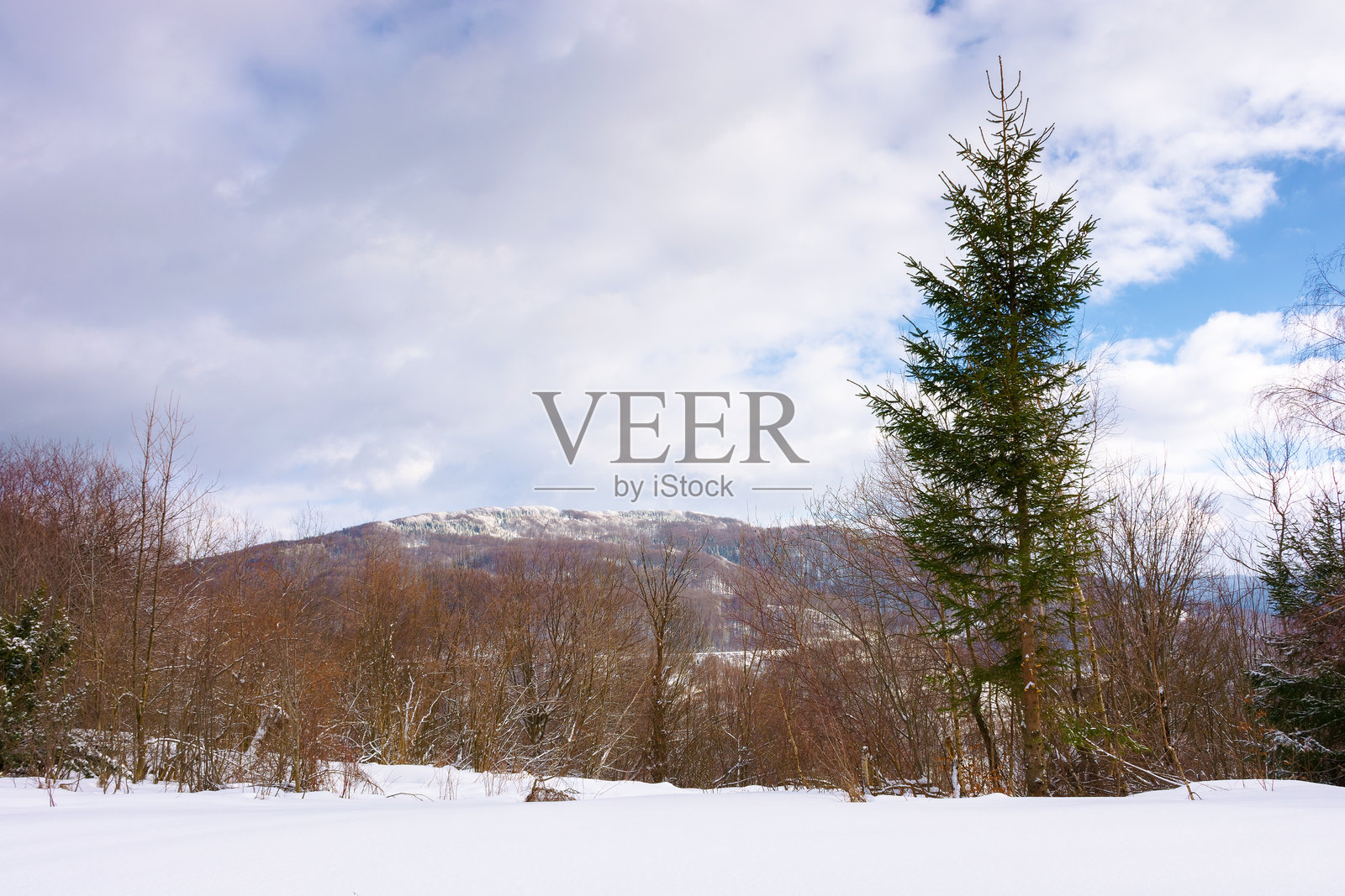 冬季山丘上的森林，阴 cloudy weather照片摄影图片