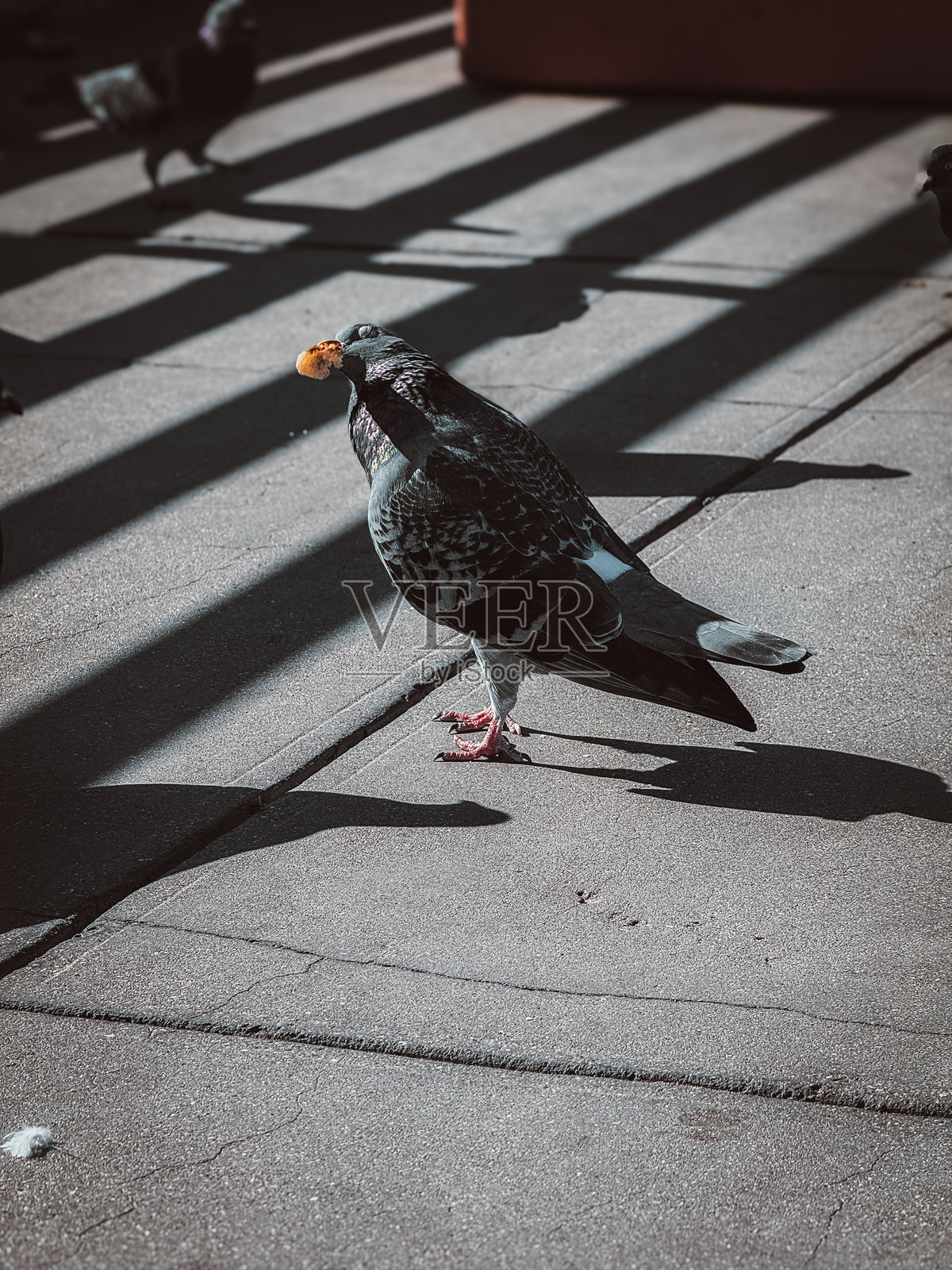 鸽子享受美食照片摄影图片
