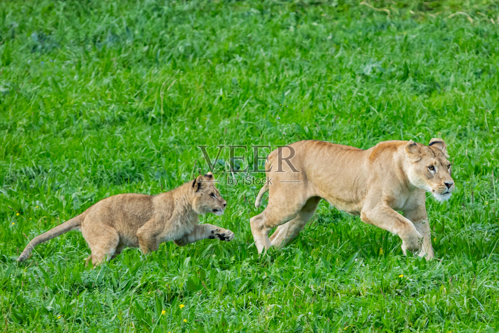 成年狮子在草地上与幼崽玩耍。丛林之王。自由的狮子。野生动物。大型捕食者。照片摄影图片