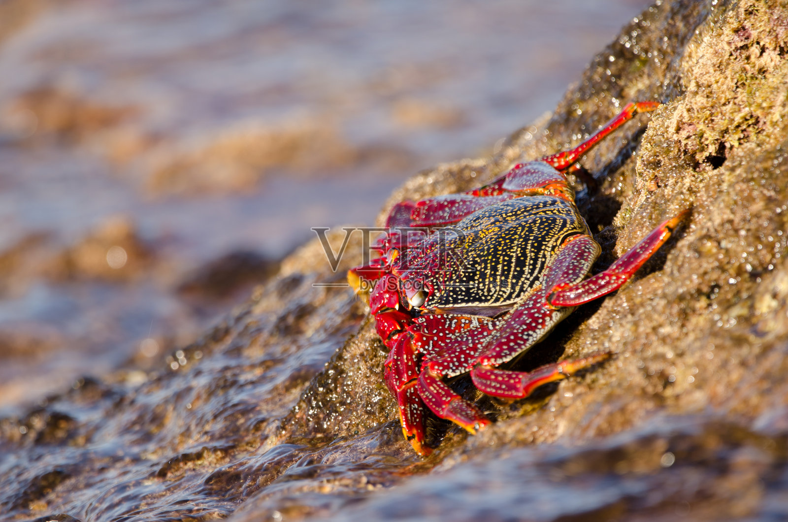 岩石悬崖上的螃蟹。照片摄影图片