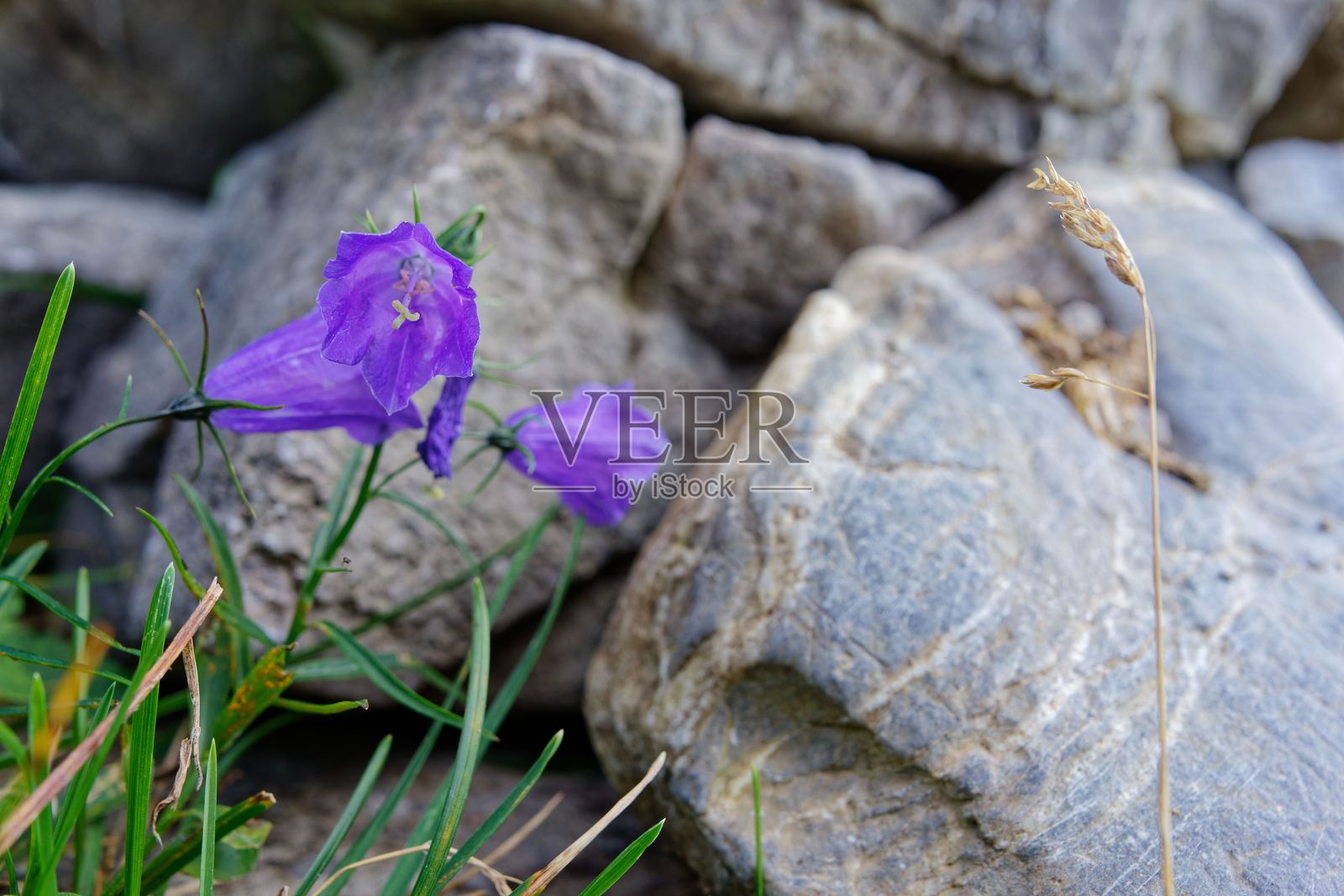 蓝色的钟花（Campanula scheuchzeri）在岩石间绽放的特写镜头照片摄影图片