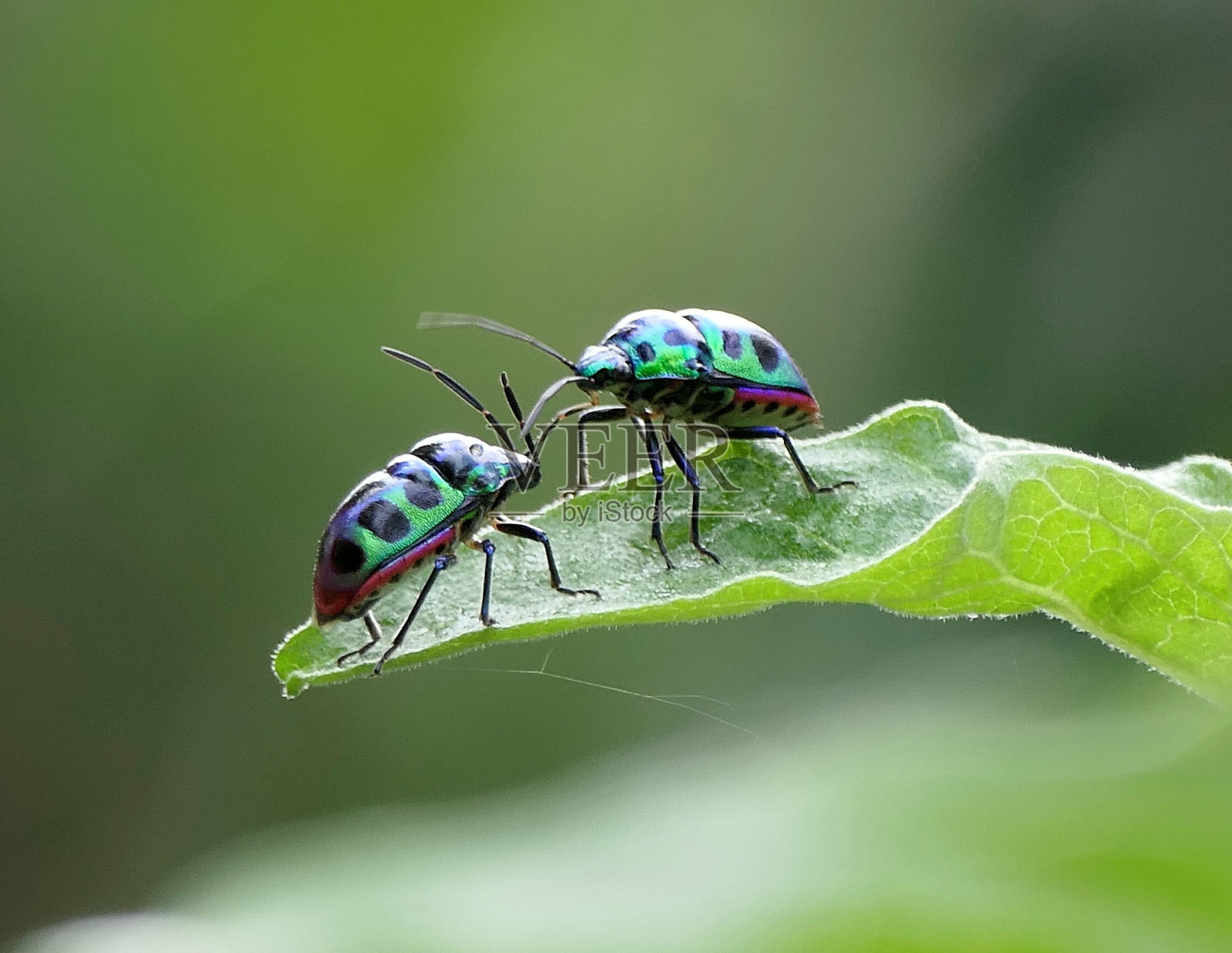 五彩斑斓的甲虫在叶子上照片摄影图片