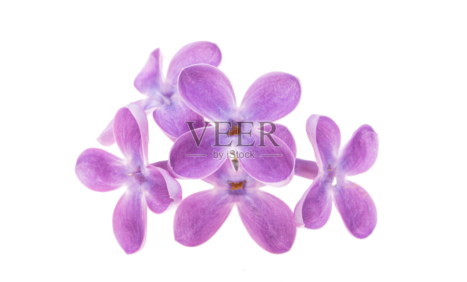 孤立的紫丁香花照片摄影图片