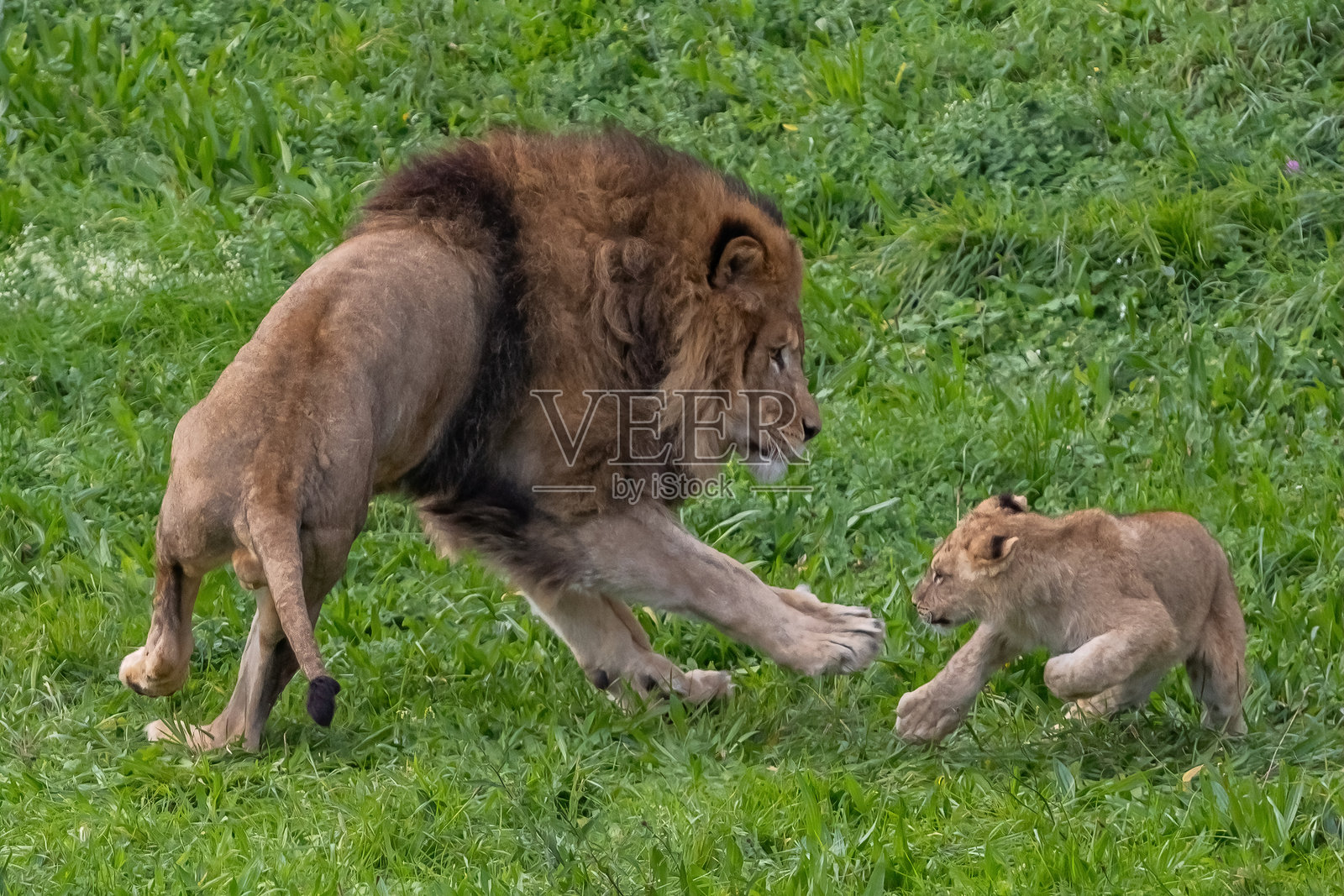 成年狮子在草地上与幼崽玩耍。丛林之王。自由的狮子。野生动物。大型捕食者。照片摄影图片