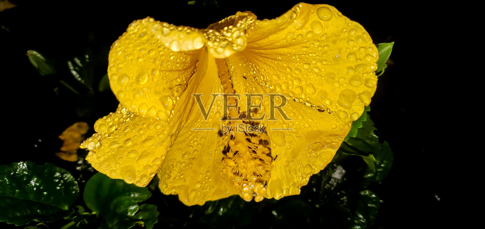 黄色木槿花上的闪亮雨滴照片摄影图片