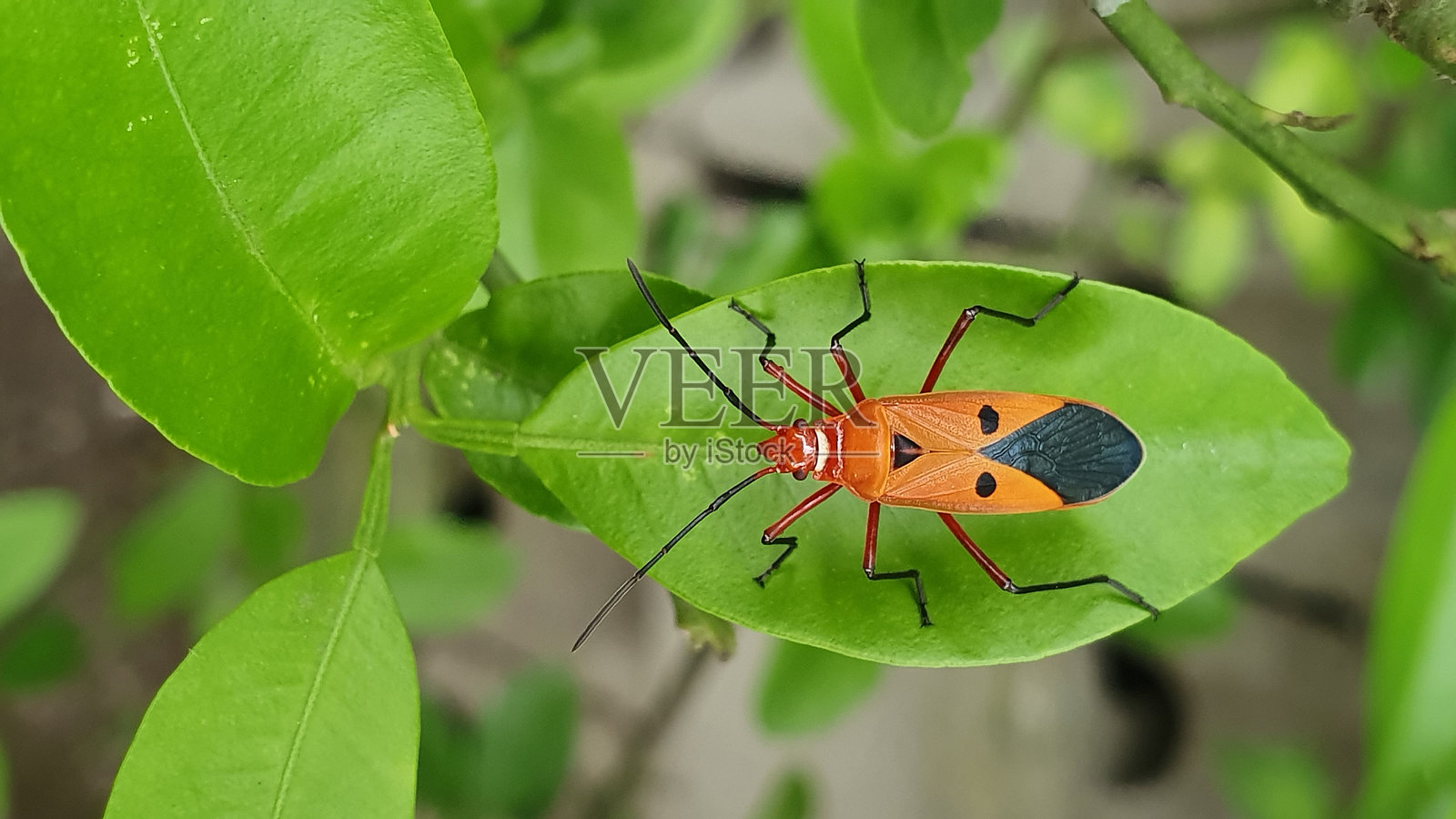 叶子上的昆虫特写照片摄影图片