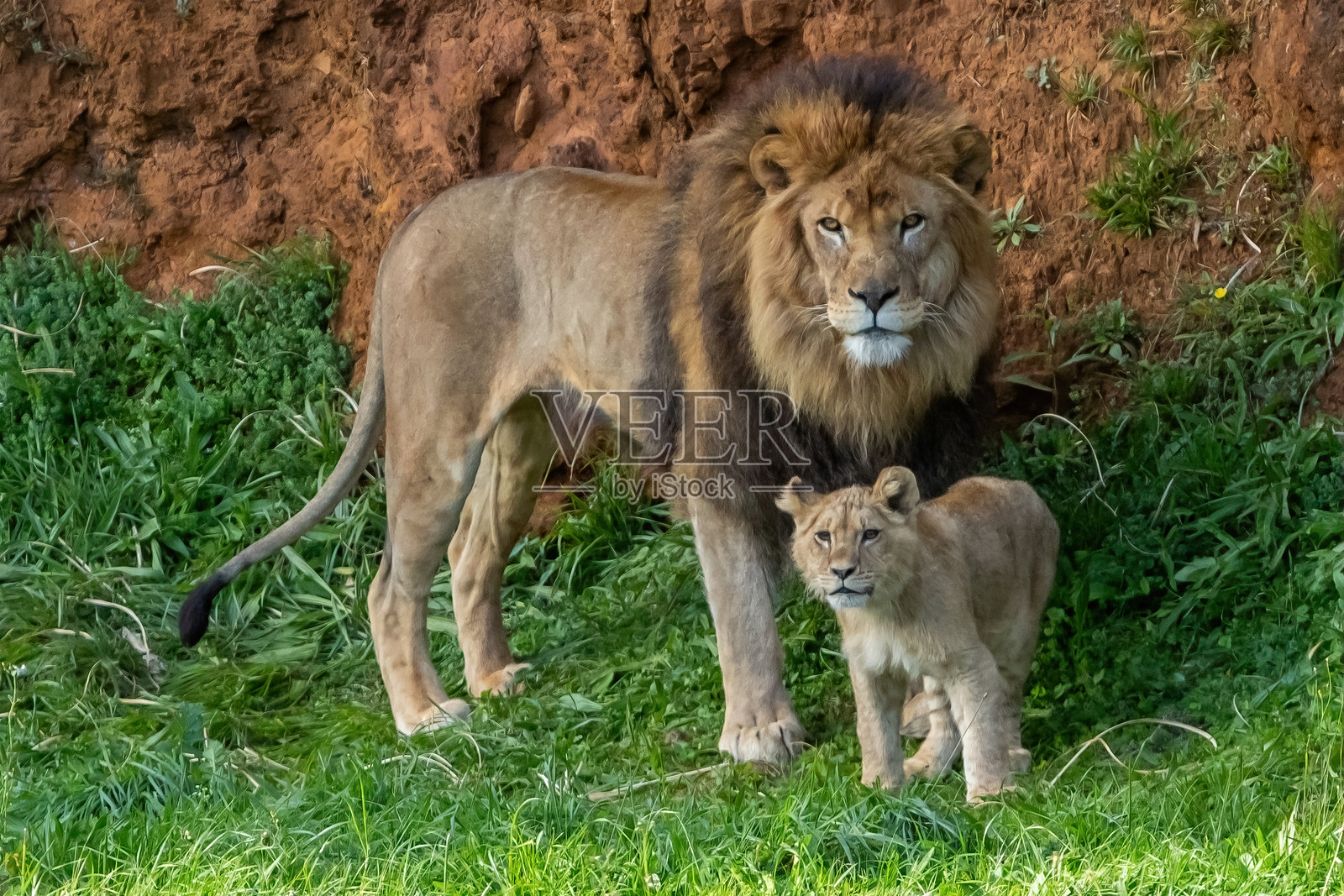 成年狮子在草地上与幼崽玩耍。丛林之王。自由的狮子。野生动物。大型捕食者。照片摄影图片