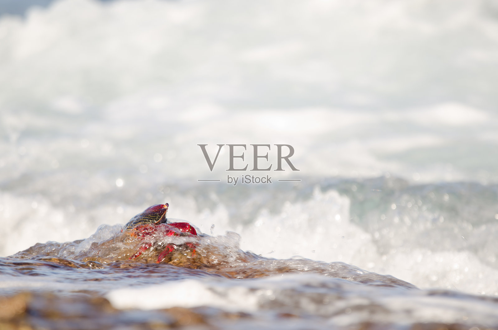 被海浪冲刷的螃蟹。照片摄影图片