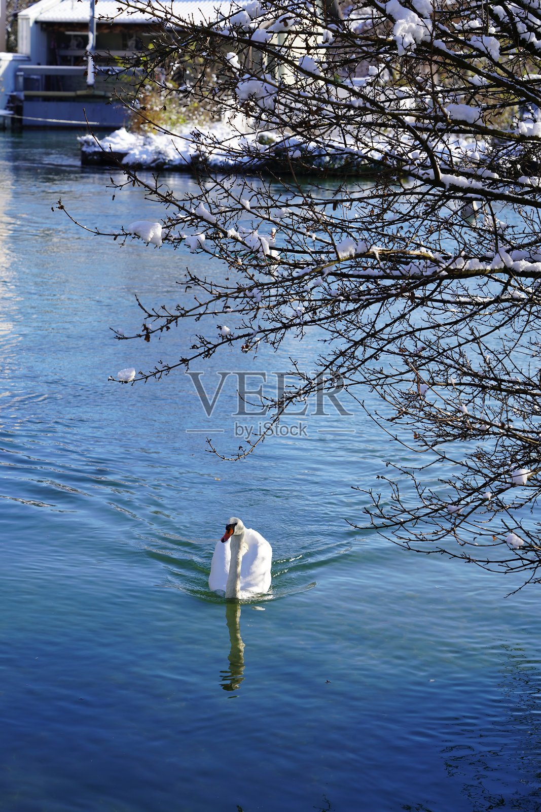 冬天的天鹅。一家天鹅在池塘里。美丽的天鹅在游泳。照片摄影图片