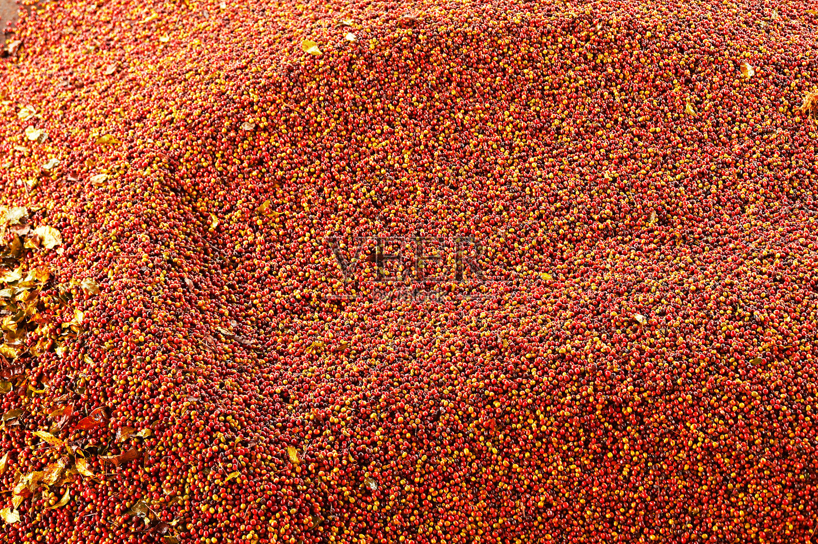 新鲜咖啡豆的特写镜头照片摄影图片