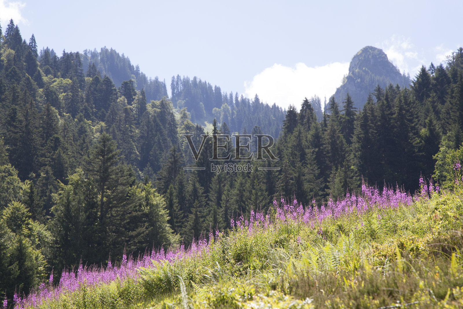 奥地利的肖嫩巴赫照片摄影图片