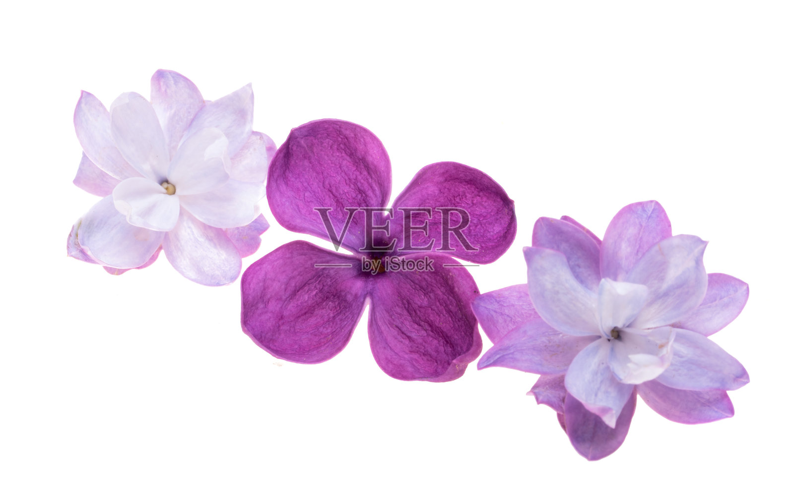 孤立的紫丁香花照片摄影图片