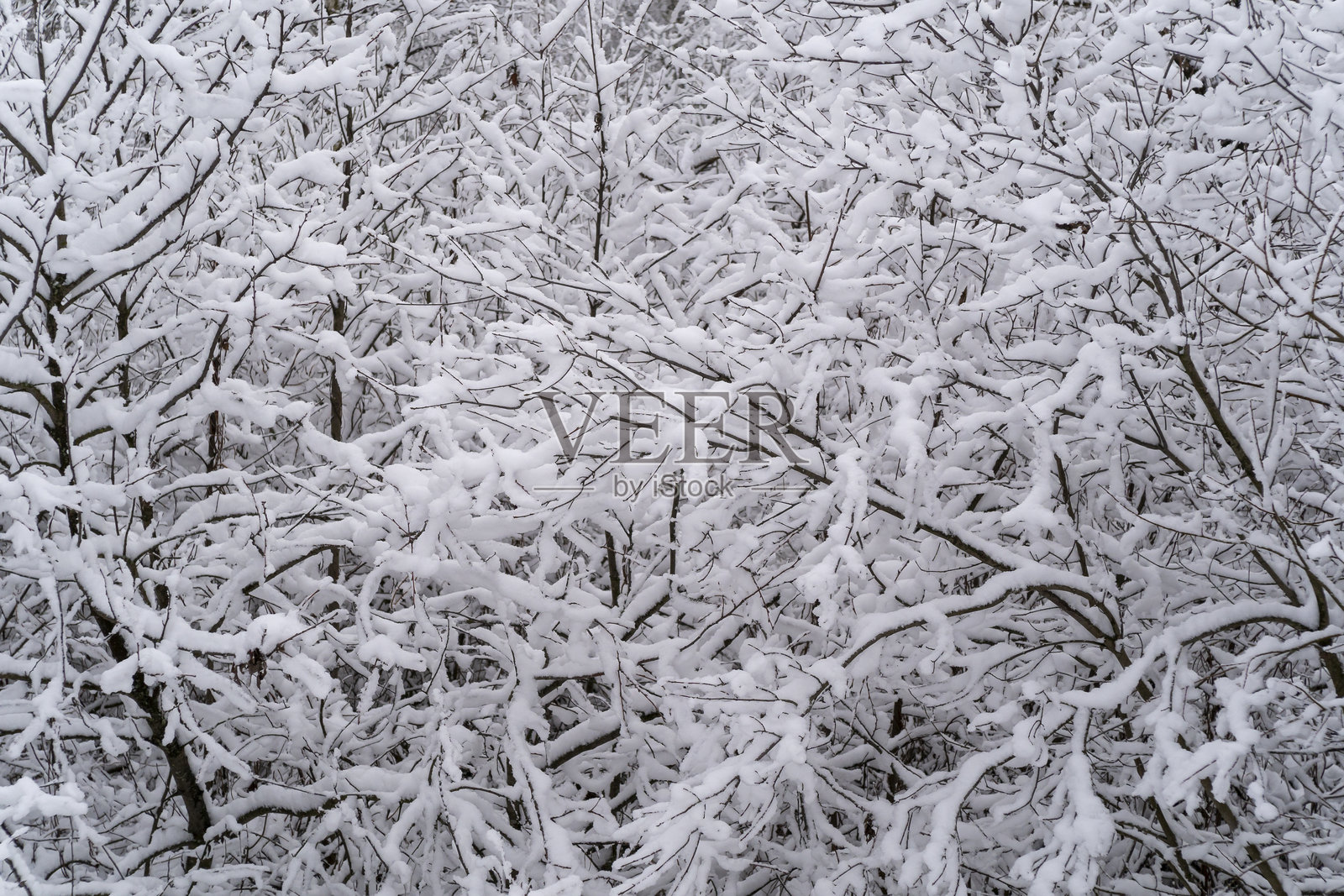 冬季雪覆盖的森林。树枝上覆盖着白雪。照片摄影图片