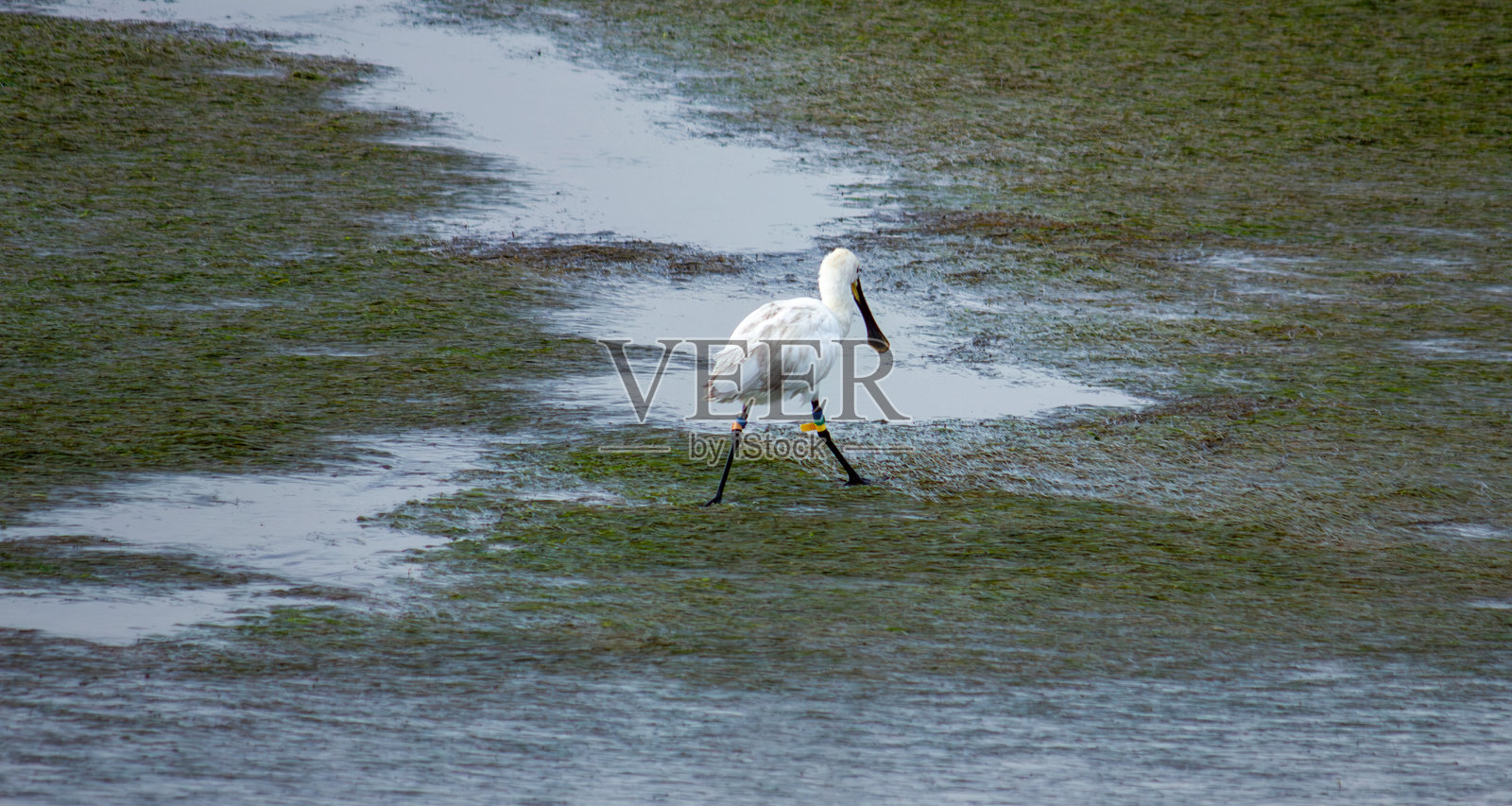 欧亚鹮照片摄影图片
