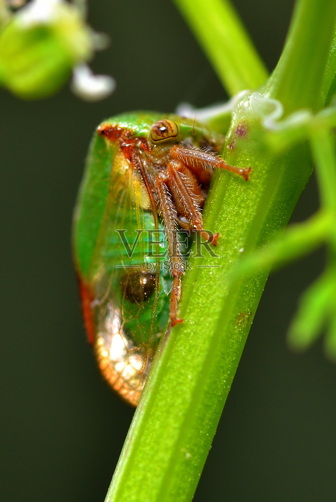 昆虫照片摄影图片
