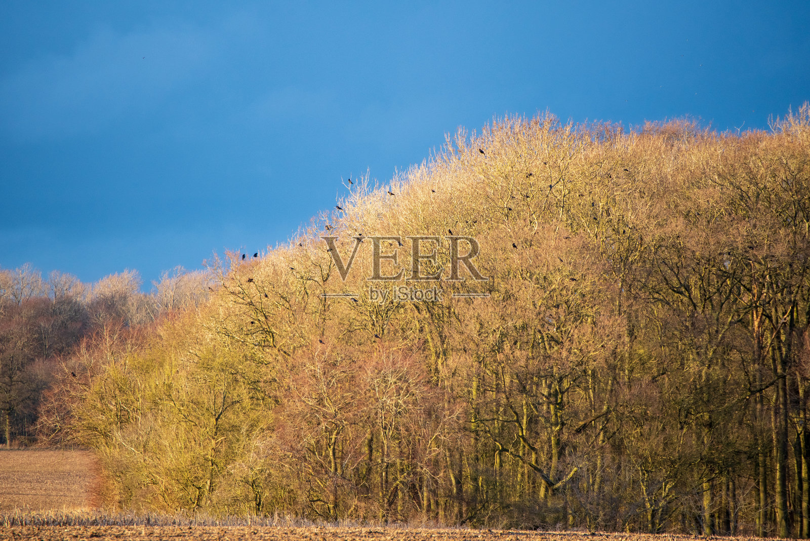 乌鸦在日落时栖息照片摄影图片