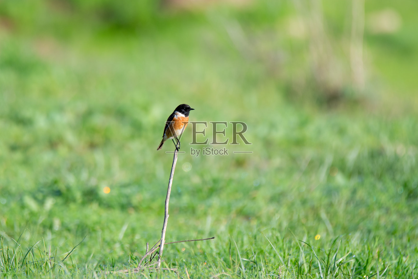 普通的石叨鸟照片摄影图片