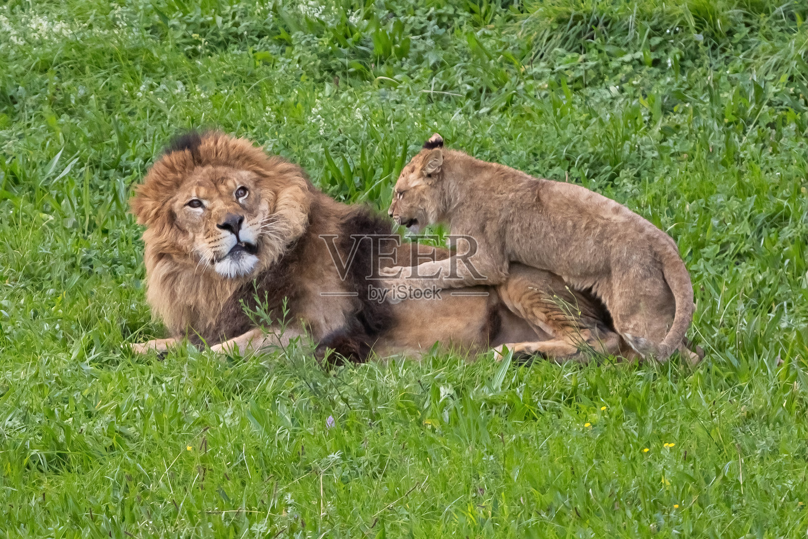 成年狮子在草地上与幼崽玩耍。丛林之王。自由的狮子。野生动物。大型捕食者。照片摄影图片
