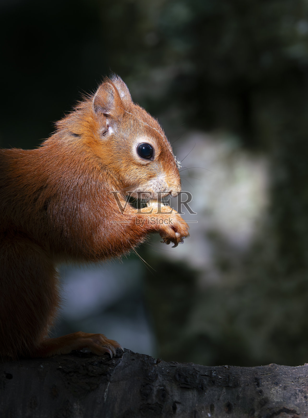 红松鼠照片摄影图片