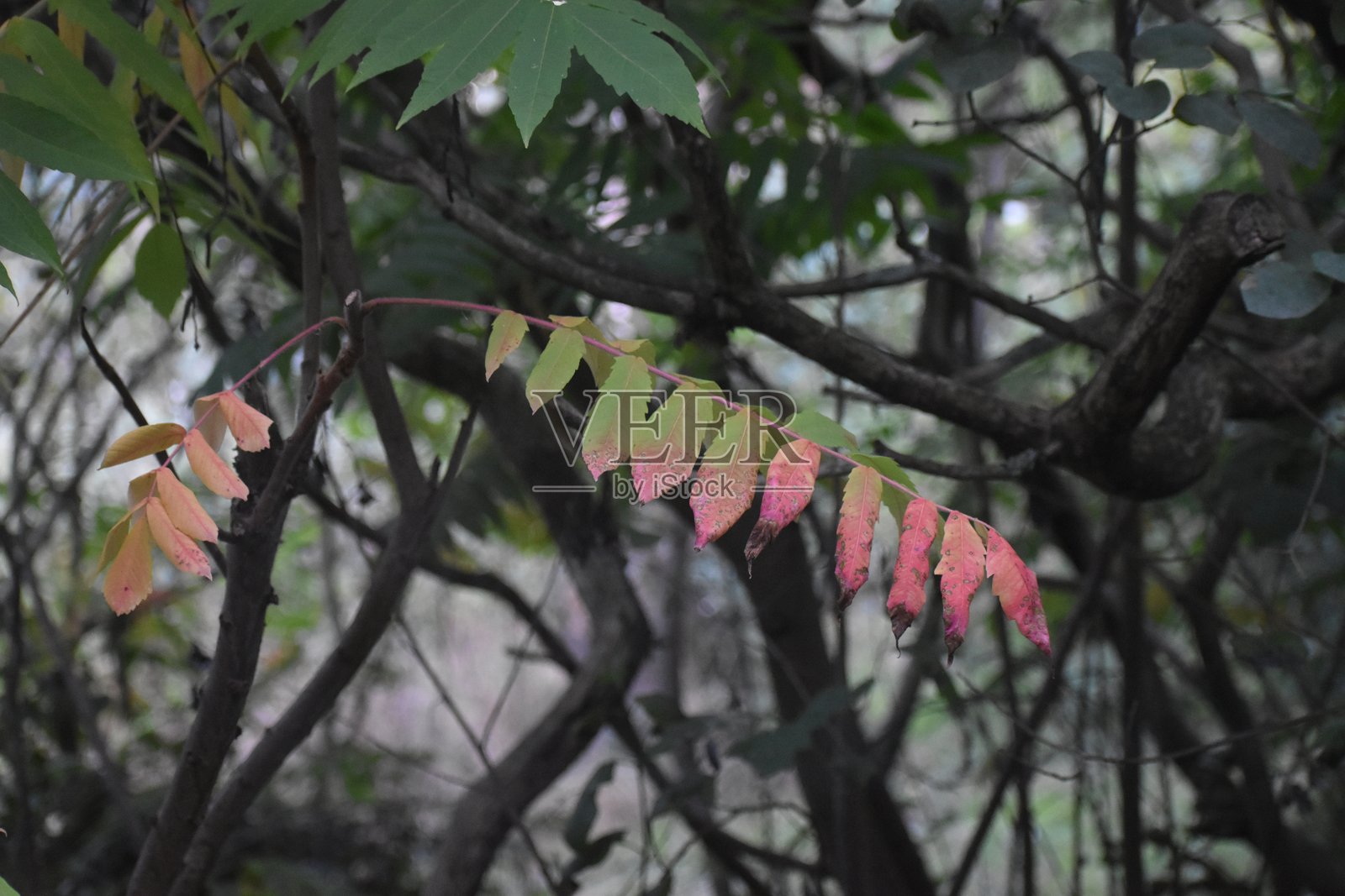 鹿角栎的秋天叶子。照片摄影图片