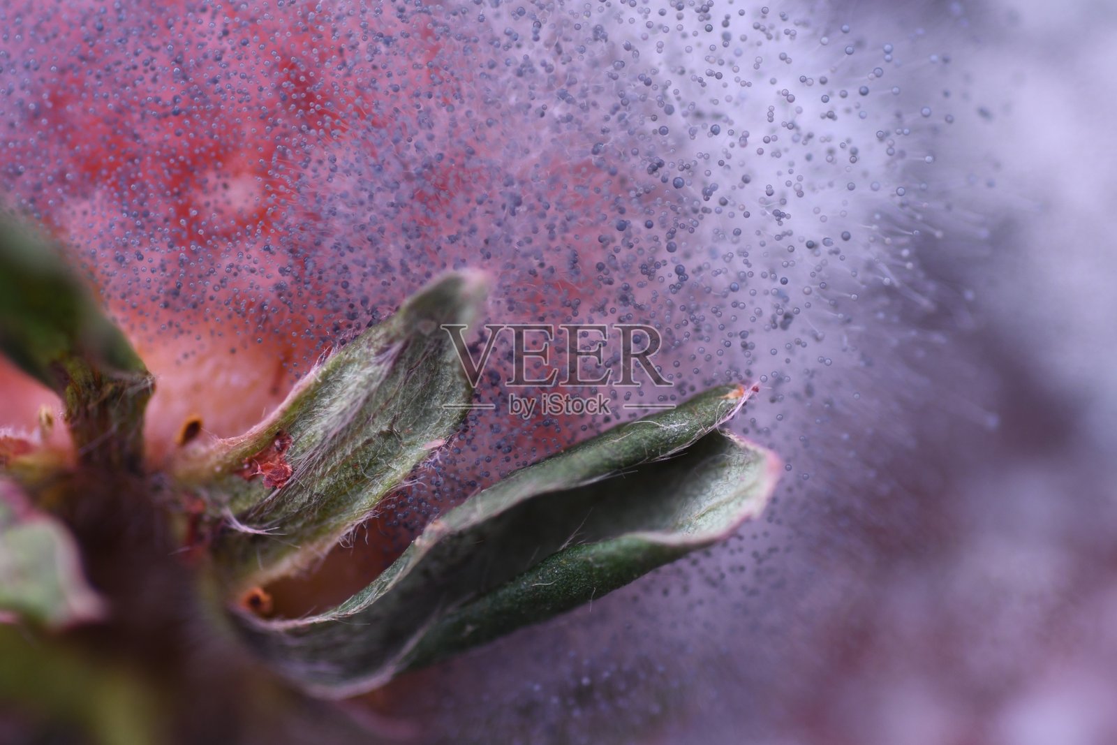 草莓上的霉菌特写镜头照片摄影图片