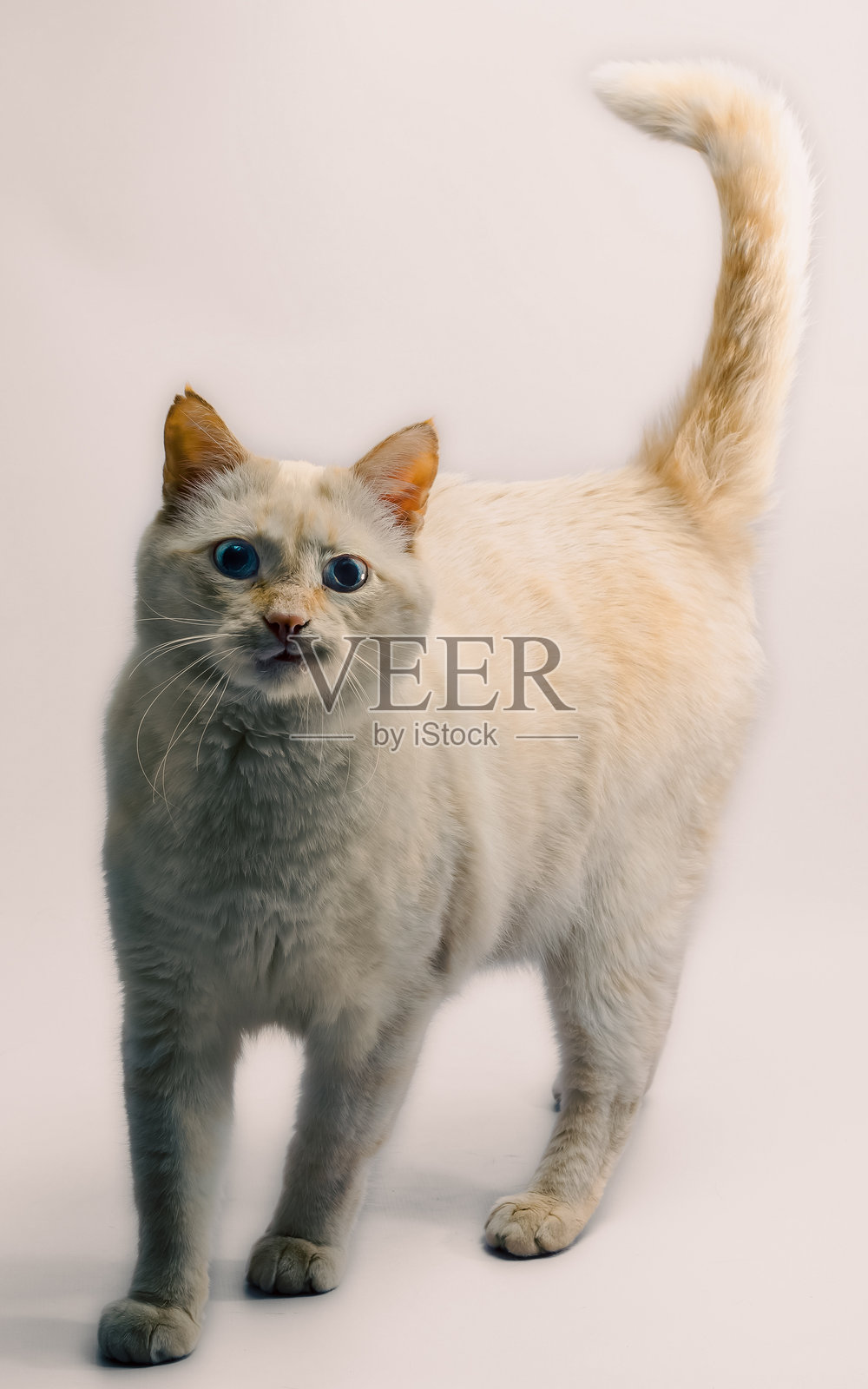 小心翼翼的红色猫咪愤怒地用蓝色眼睛盯着浅色背景。照片摄影图片