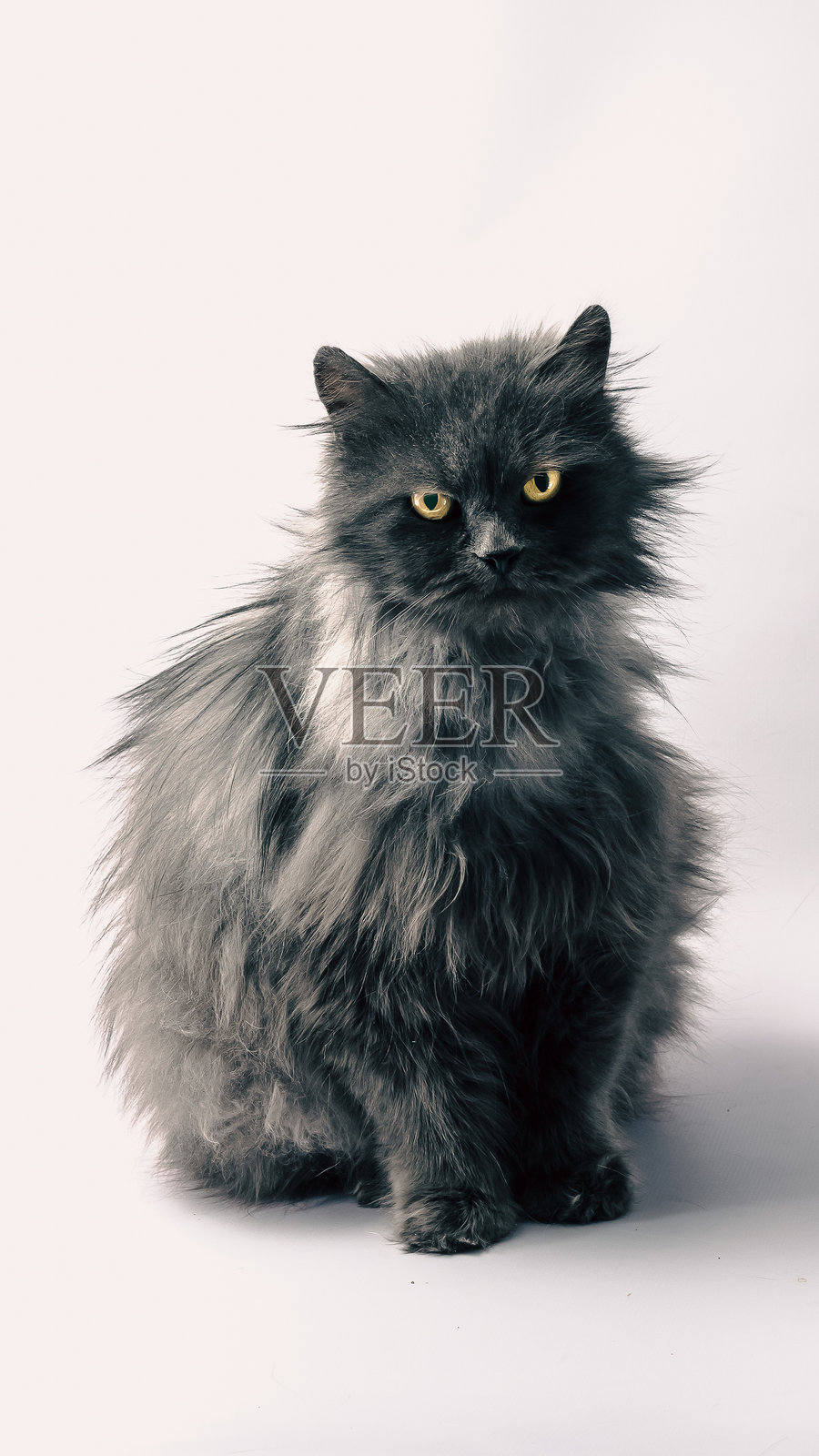 黑色蓬松长毛黄眼猫看起来很责备。照片摄影图片