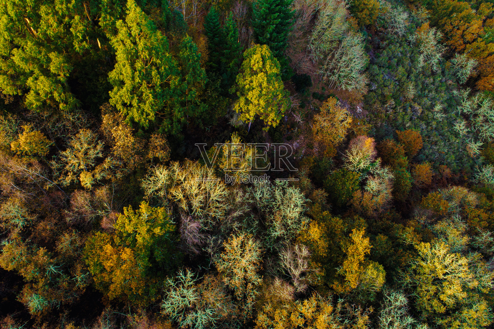 秋季概念的背景，鸟瞰不同树种的森林照片摄影图片